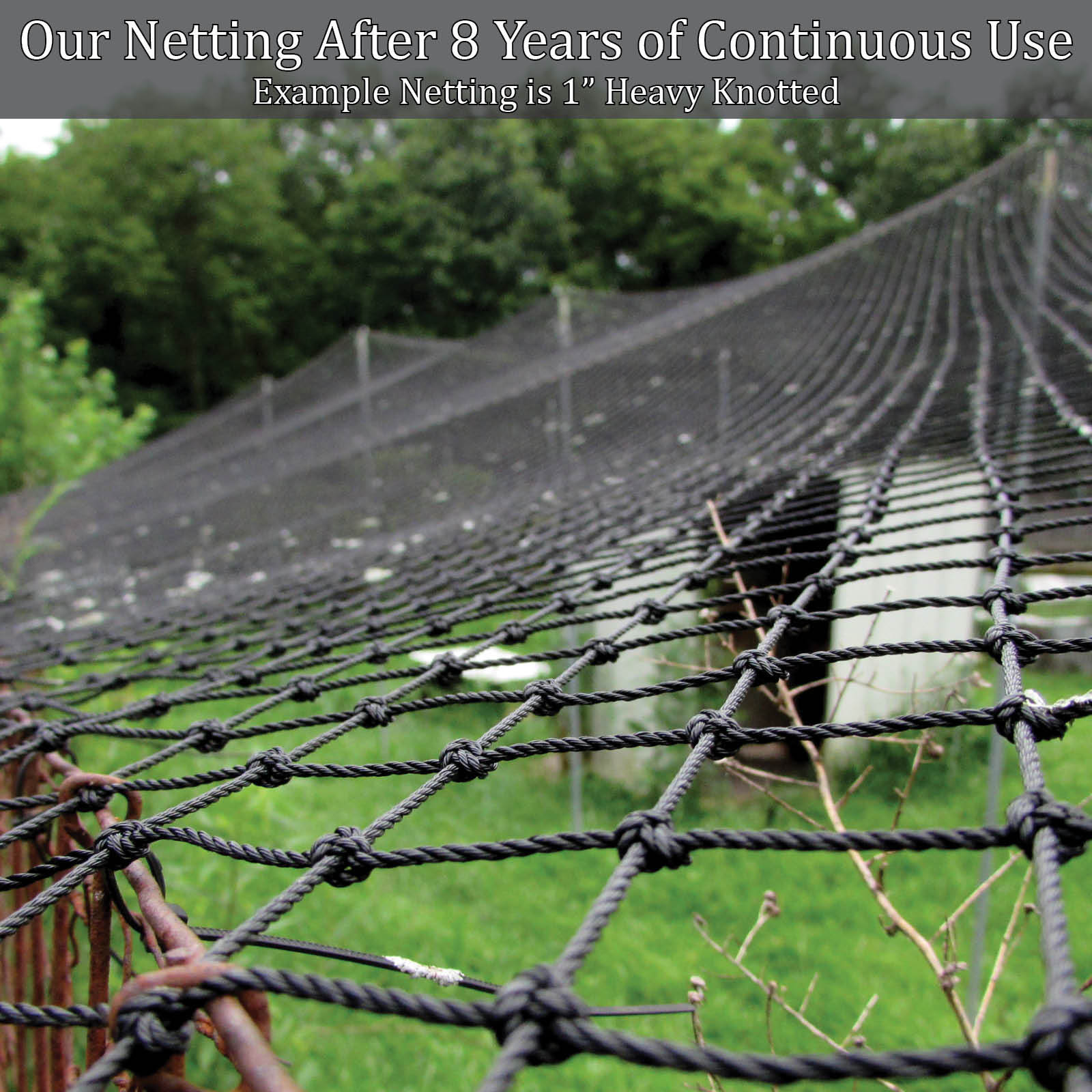 Poultry Netting 50' x 100' 2" Heavy Knotted Aviary Hawk Stop Bird chicken Net