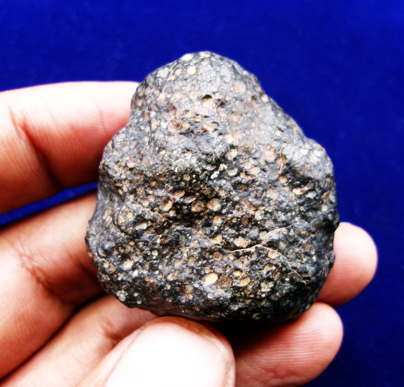 60.50 g - NWA 4502 - CVox3 Carbonaceous Meteorite - Tons of Chondrules & CAI's