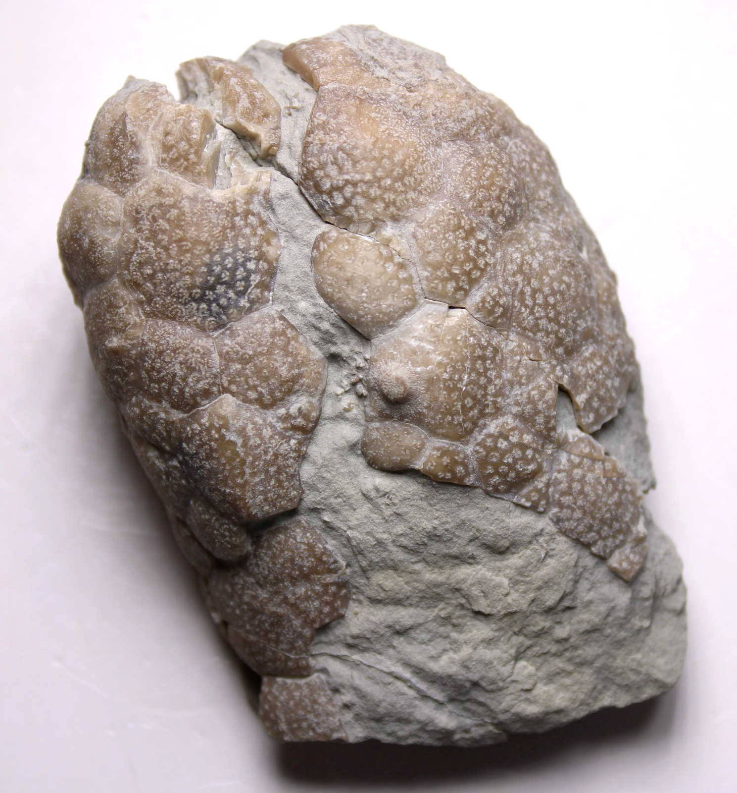 Triamara ventricosa Silurian Cystoid Fossil Indiana Massie Shale