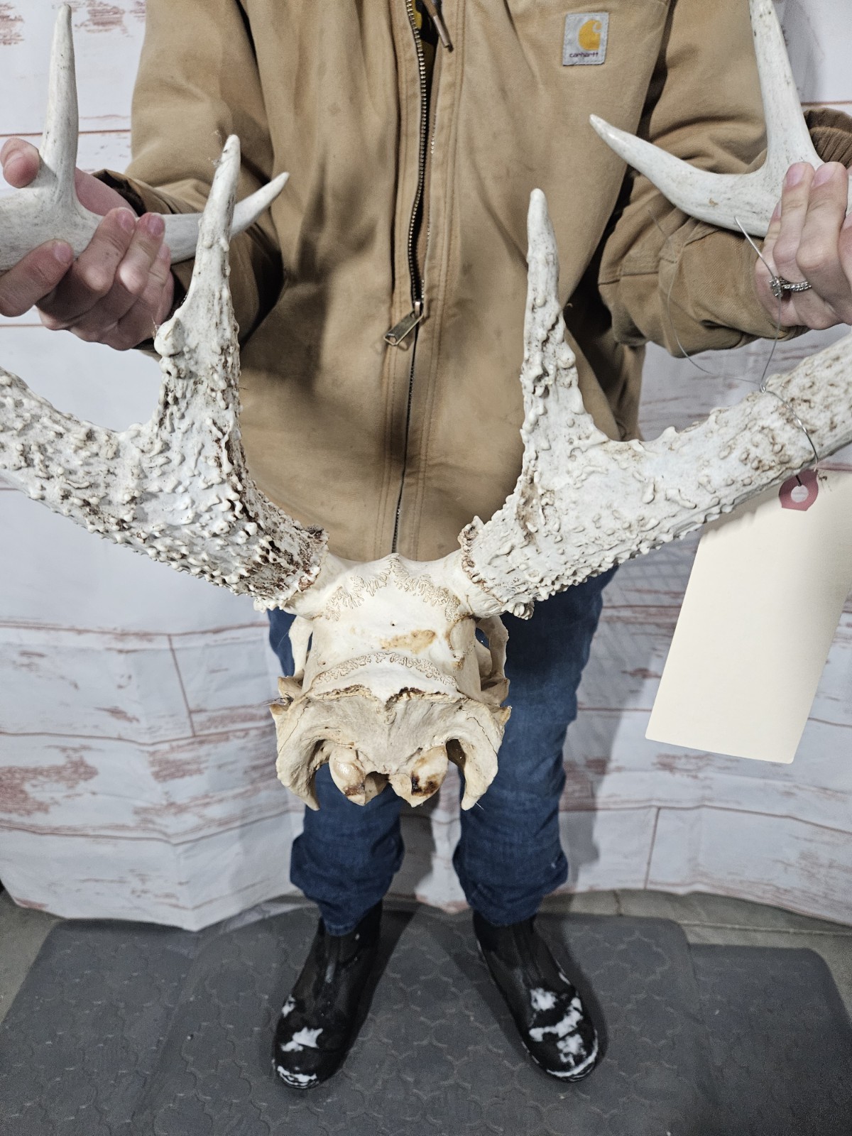 Wild 10 Point Whitetail Deer Antler Rack Horn European Skull Mount Man Cave 138"