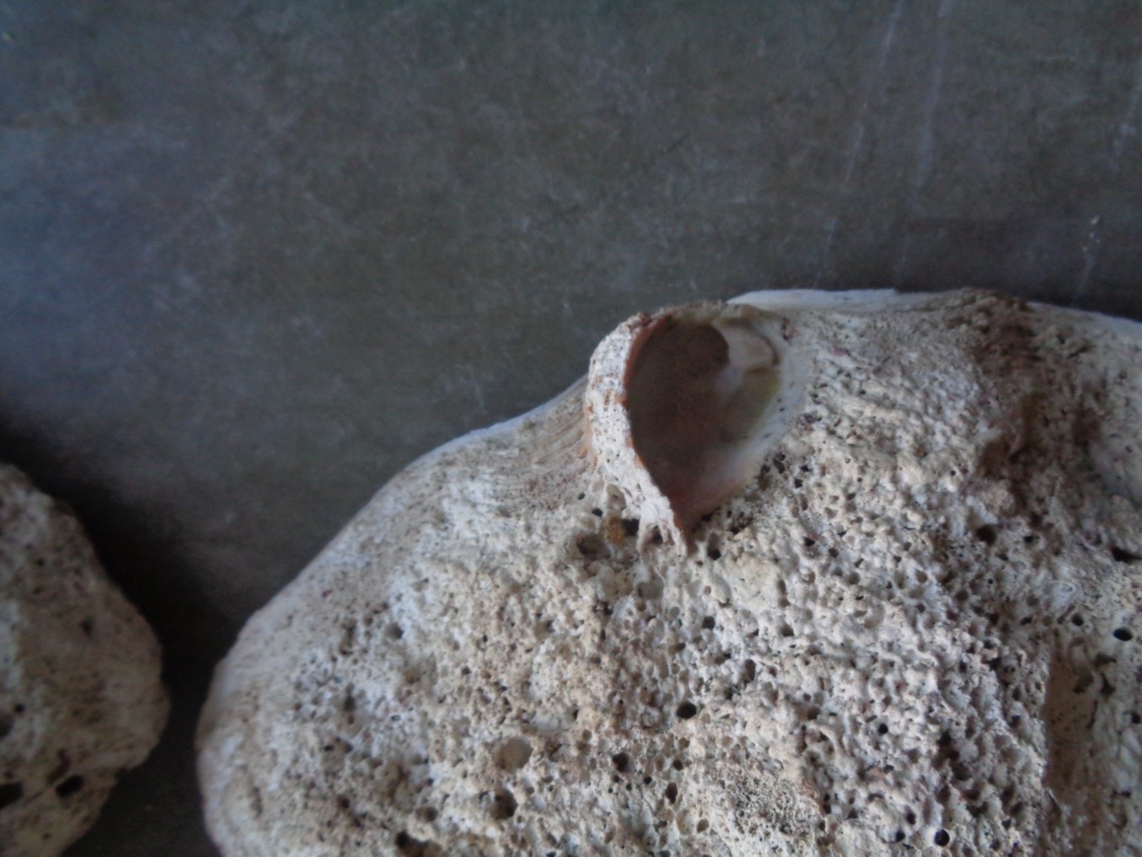 Tridacna Gigas Clam Shell Set Beautiful Matching Pair Giant Old Nautical Shells