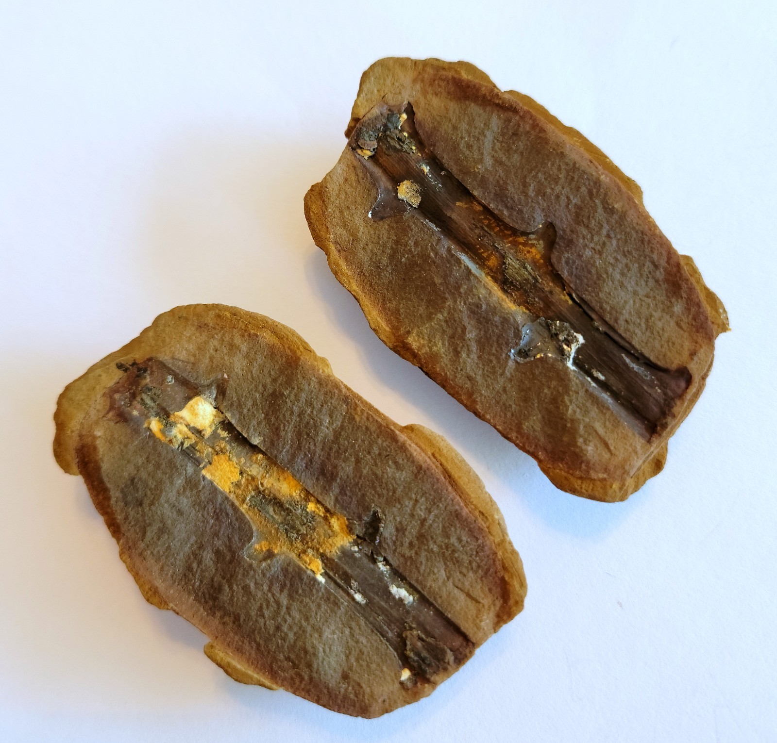 Mazon Creek Woody Stem with Nodes Fossil Nodule Pair