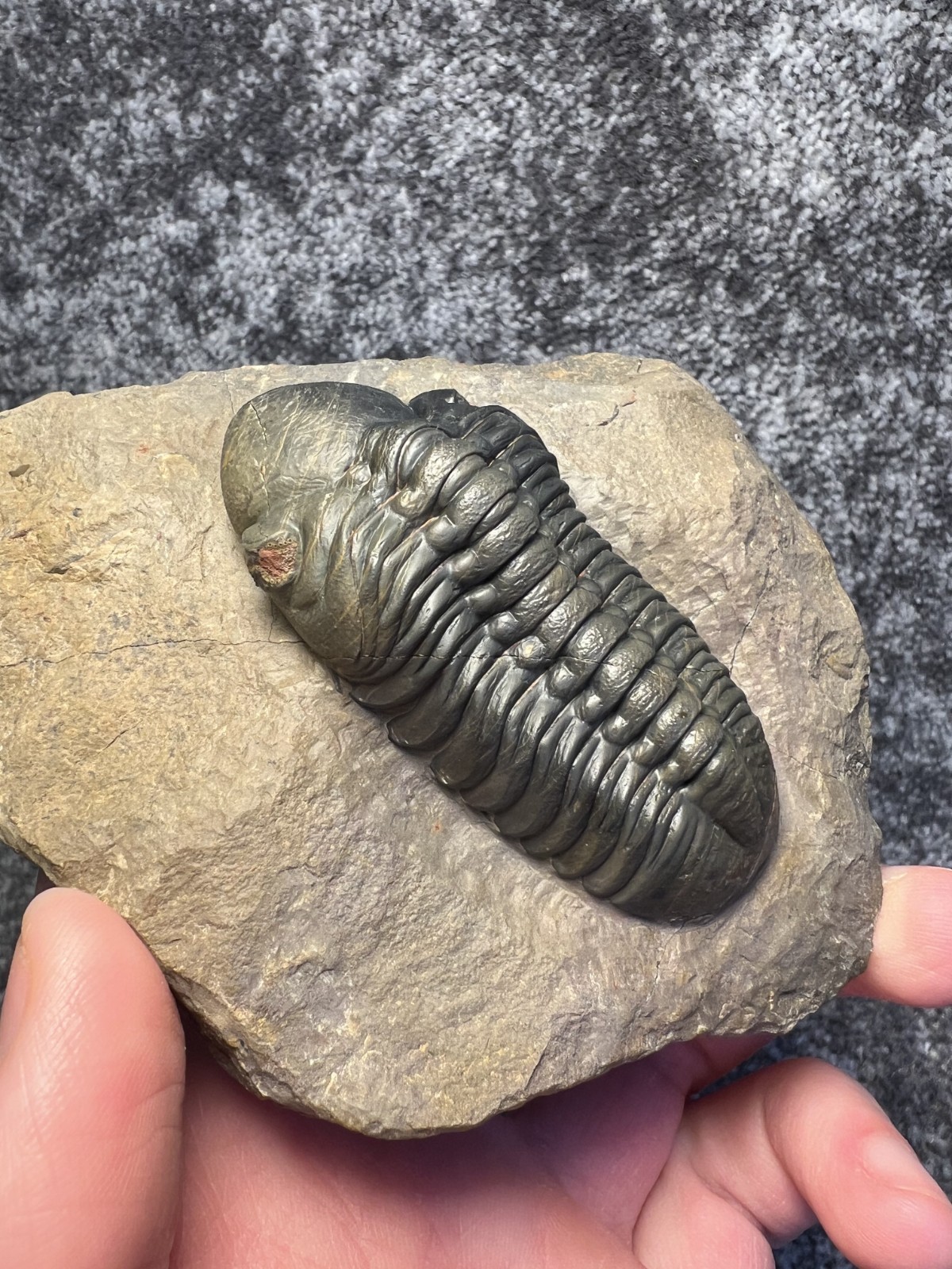 Reedops Trilobite Fossil – Detailed Collector Specimen