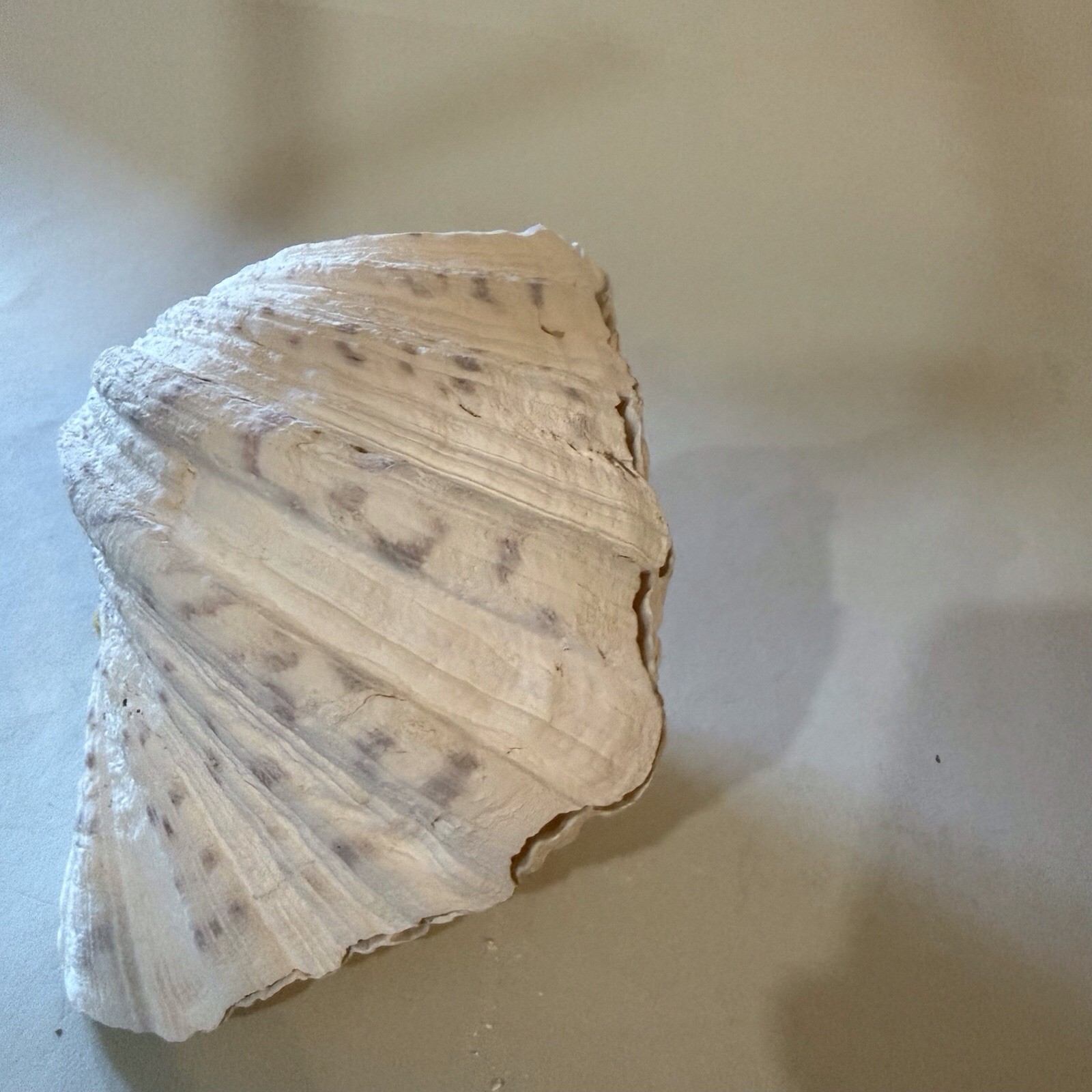 CLAM SHELLS MATCHING PAIR