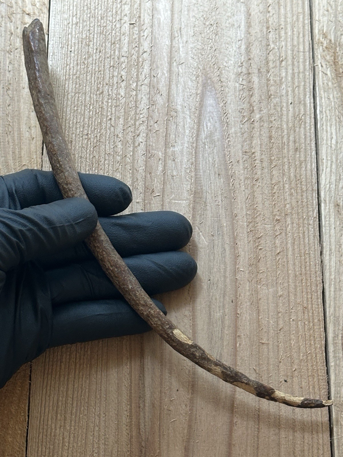 Tomachee Artifacts 👣 ESKIMO INUITS LARGE ROOT PICK TOOL BERING SEA AK🔥