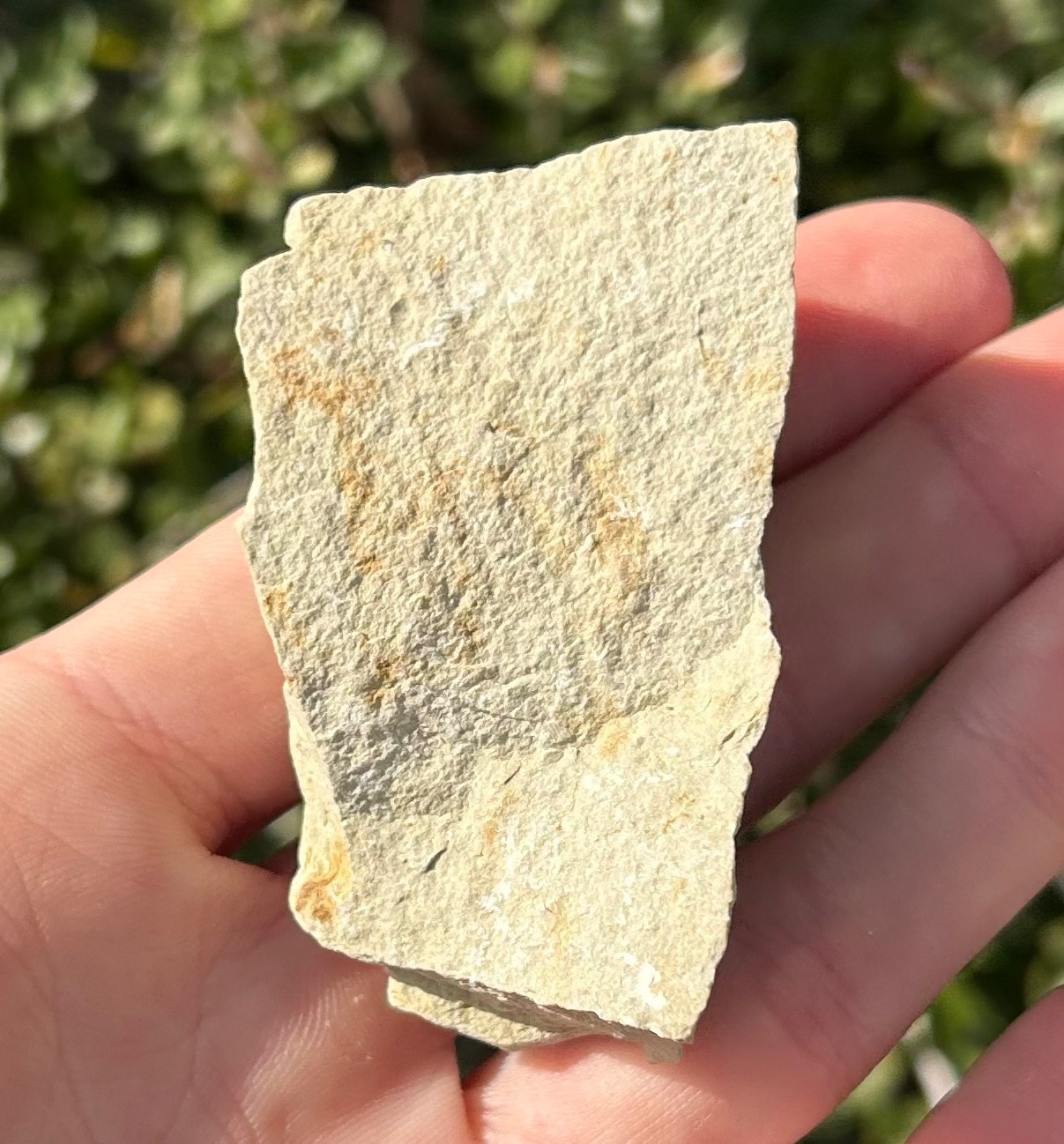 NICE Oklahoma Fossil Trilobite Kettneraspis williamsi Devonian Age Bug in Matrix