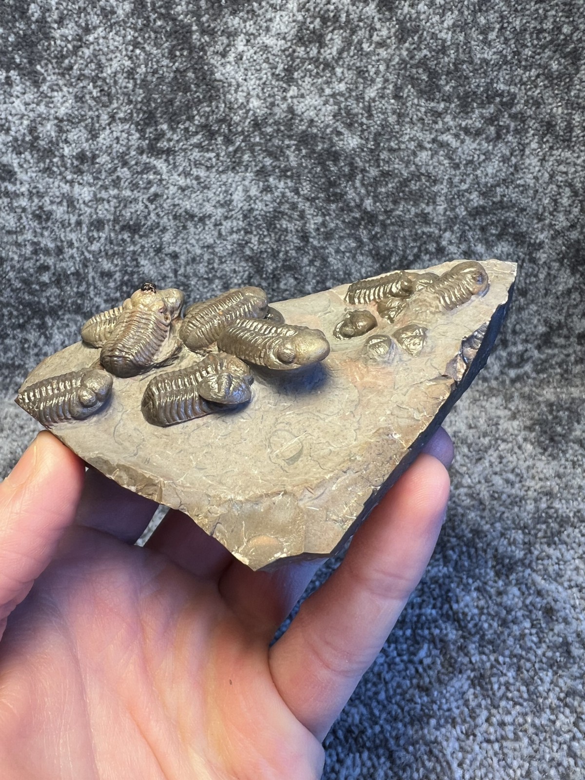 Austerops Trilobite Fossil Mortality Plate – Multiple Trilobites, Jorf