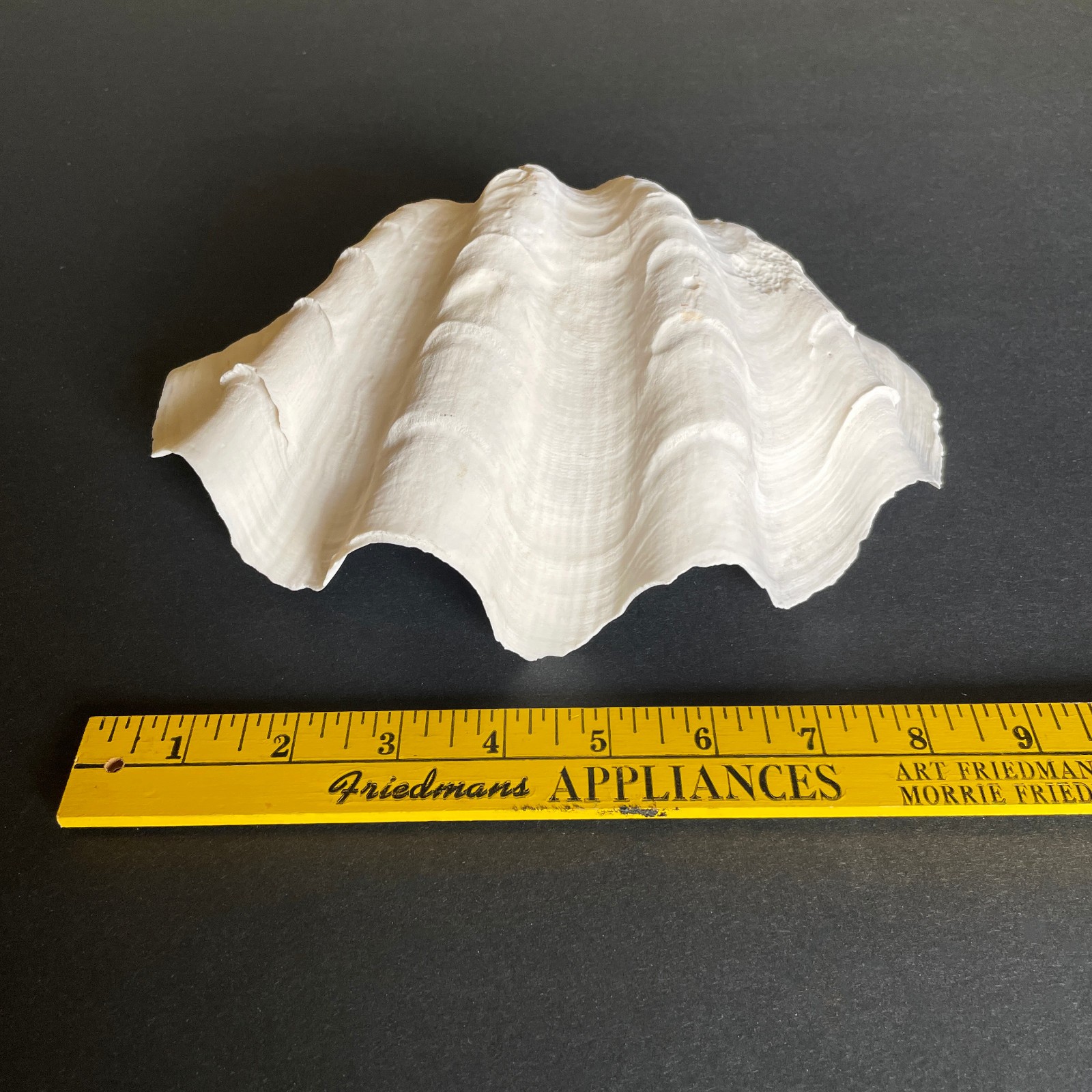 Large Natural Clam Shell • Tridacna • 9 x 6 x 3.75 inches