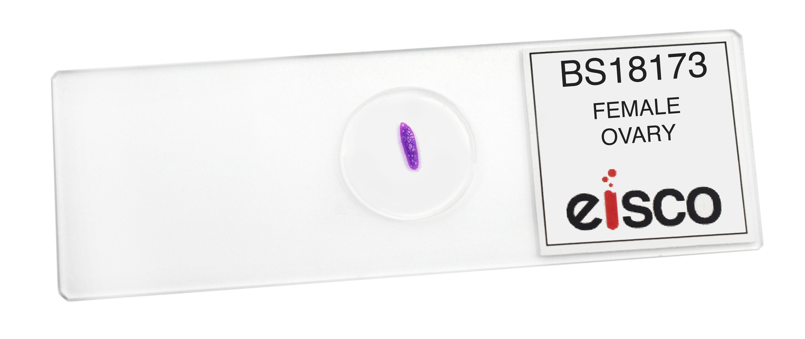 Female Ovary - Prepared Microscope Slide - 75x25mm - Eisco Labs