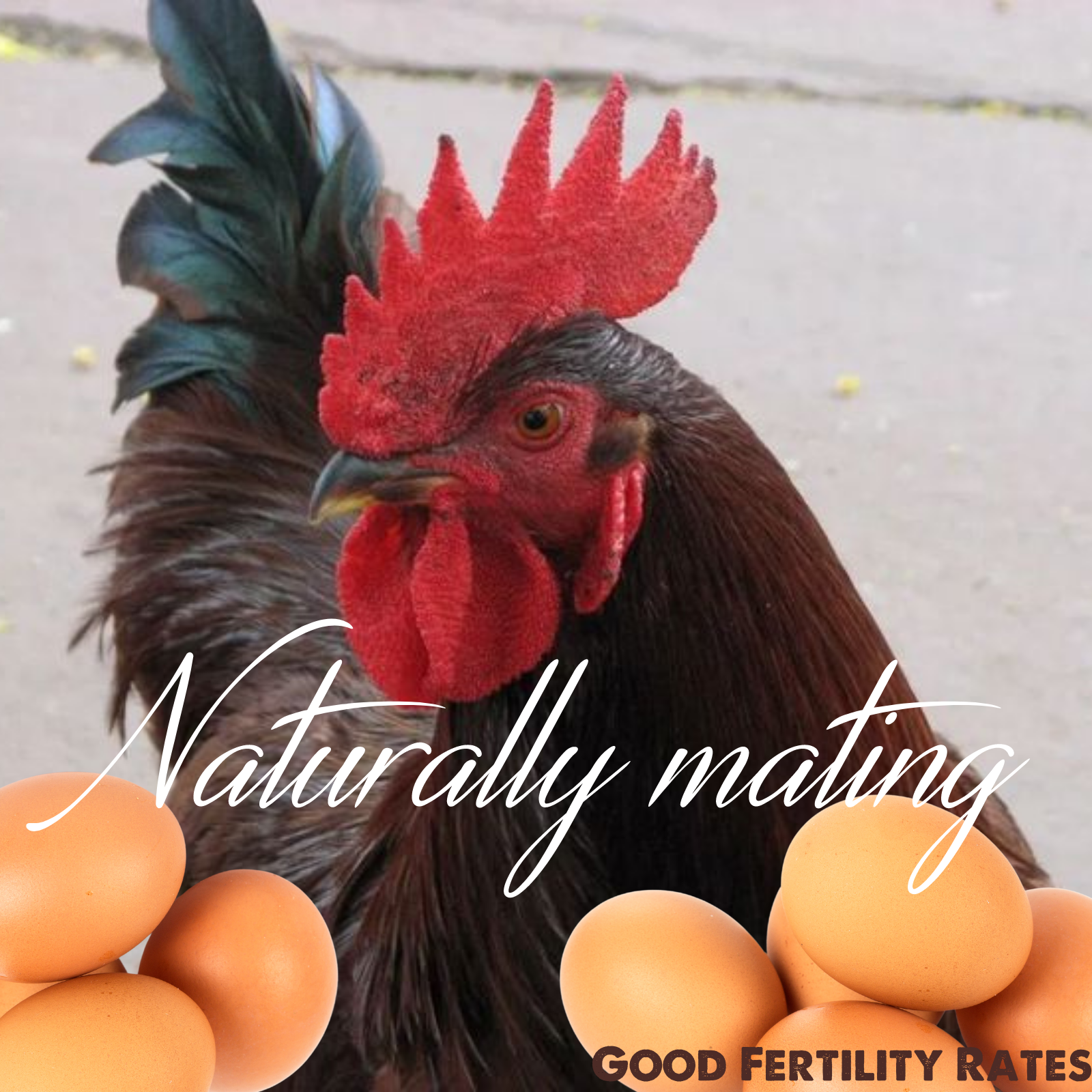 6+/12+/42 Rhode Island Red Hatching Eggs: Fresh, Fertile, Unmixed, Free Range