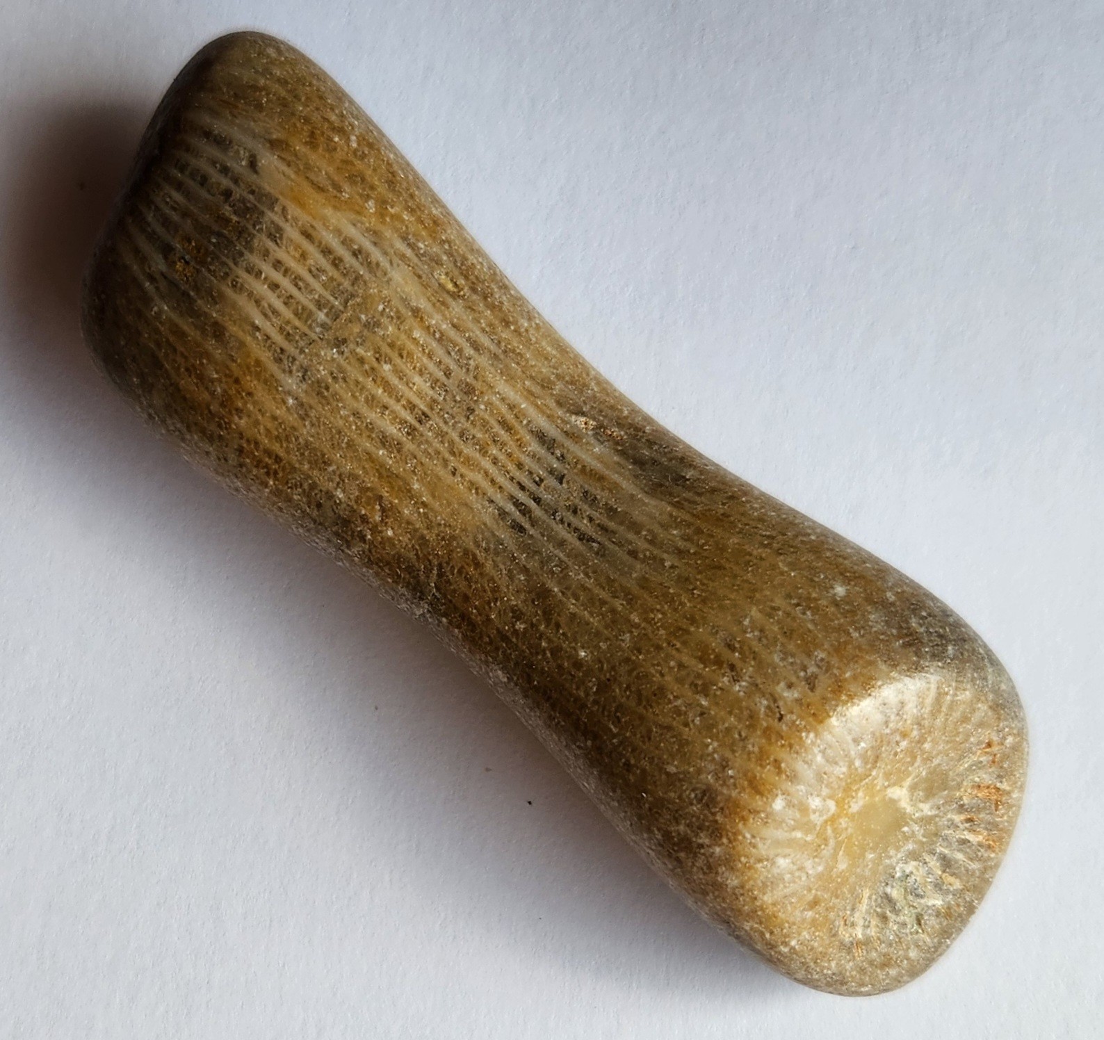 70g Awesome Tumbled Fossil Horned Coral Central Texas Pennsylvanian