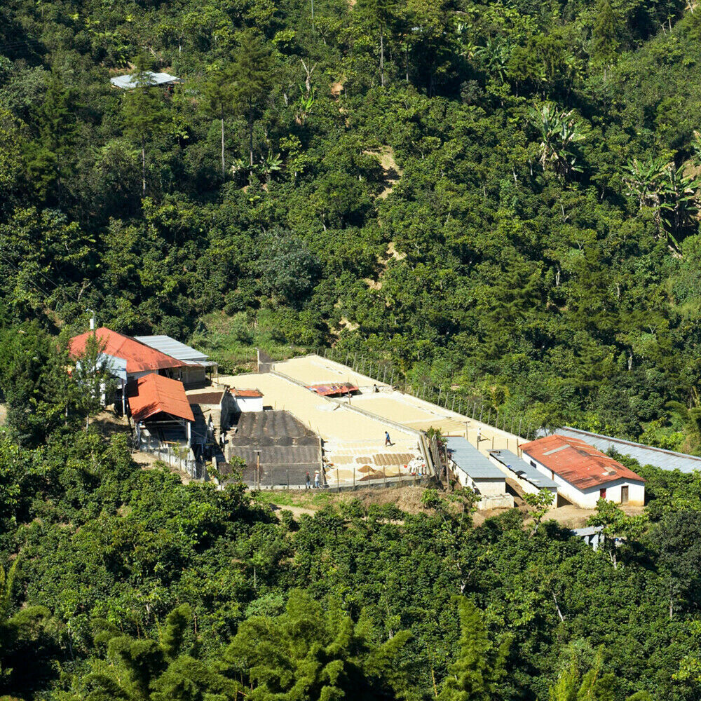 Panama Geisha Coffee Beans Medium Roasted Daily 10 Pounds 1 Pound Bags