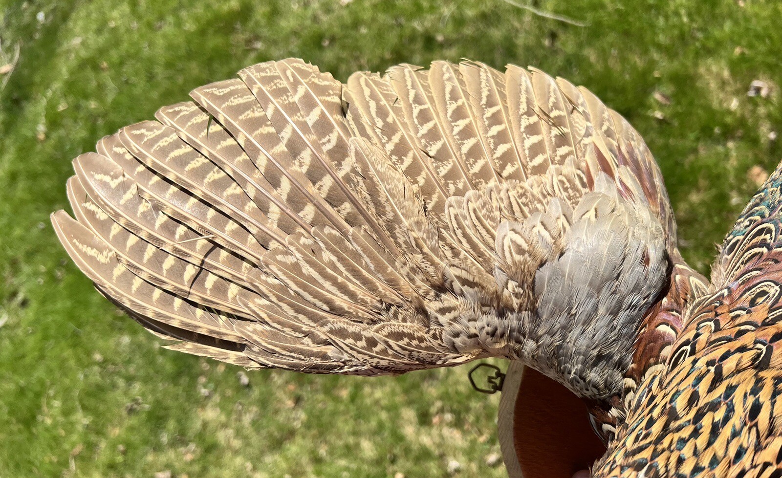 Vintage PAIR Real Ringneck Flying Pheasants Wall Mounts Taxidermy LOCAL PICKUP