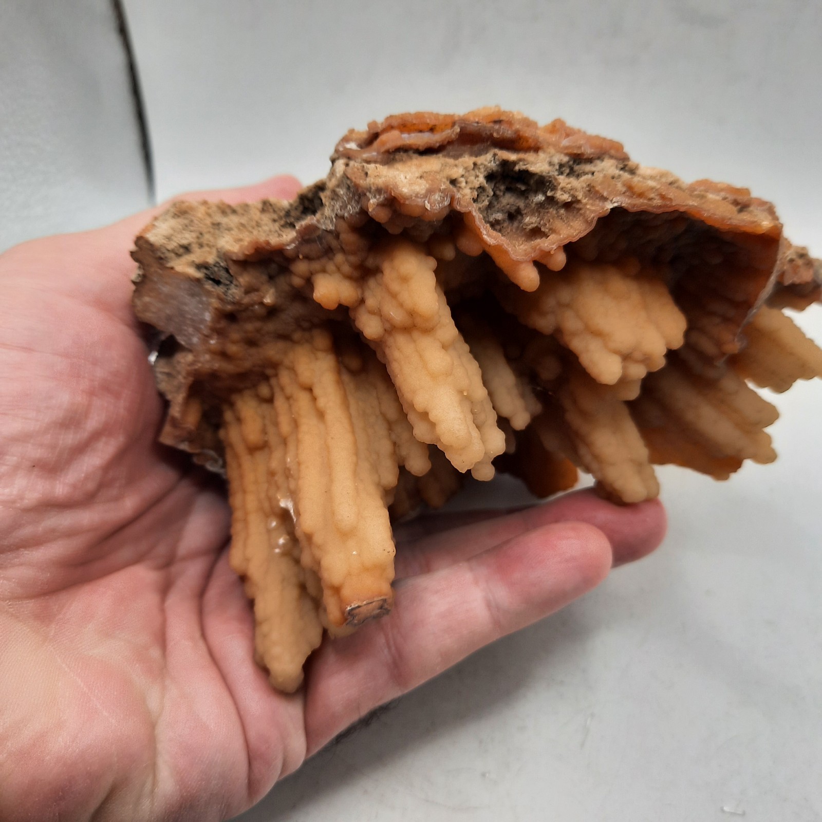 Botryoidal Agatized Coral Specimen , Suwanee River, Florida 6 x 4 1/2 x 3