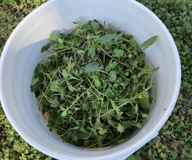 Purple Dead Nettle Dried Herb, Protection, Grounding, Abundance, Folk Magic