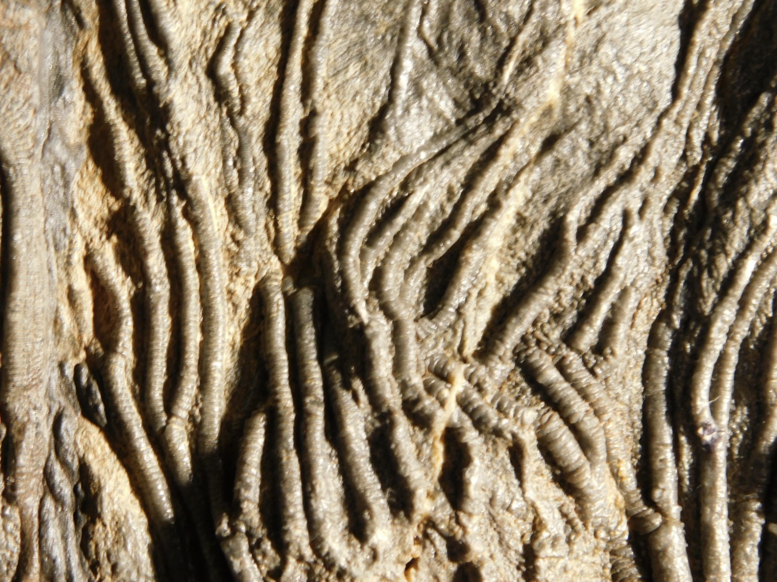 BIG! 430 Million Year Old! CRINOID Fossil or Sea LILY Fossil Morocco 1570gr