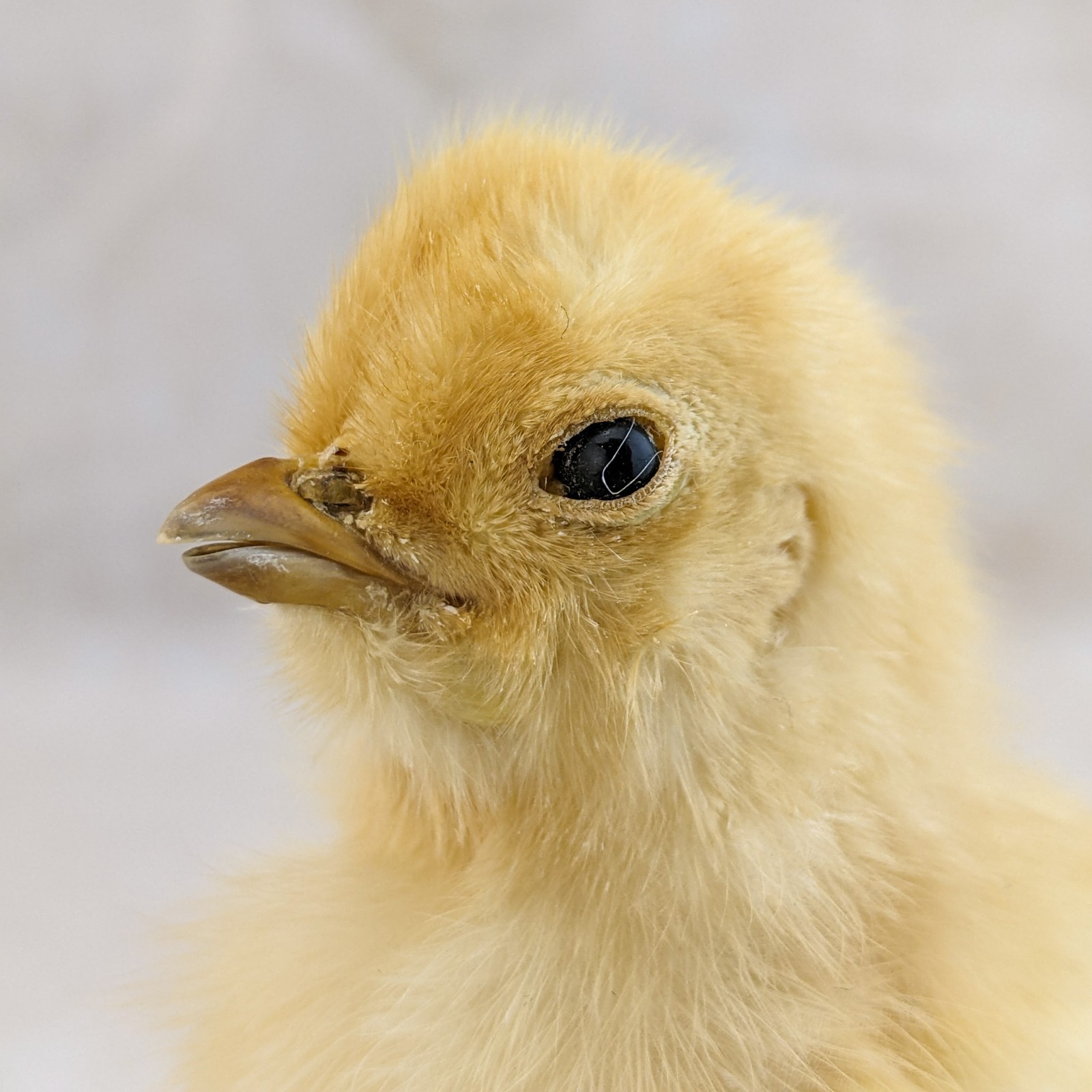 BABY Chick Chicken standing w/ wood base real taxidermy Curiosities oddity gift
