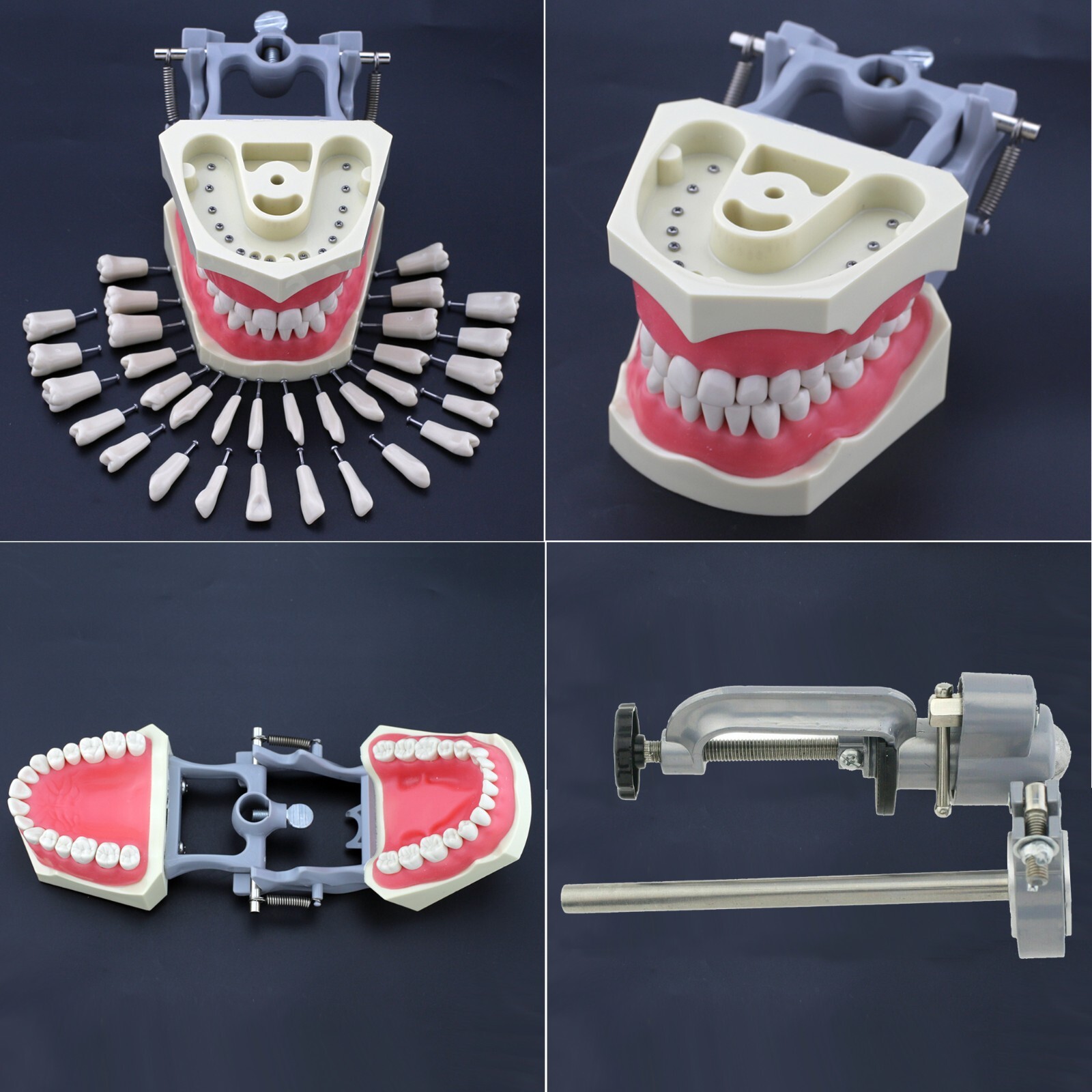 Columbia Dentoform 860 Dental Typodont Model 32pcs Removable Teeth Mounting Pole