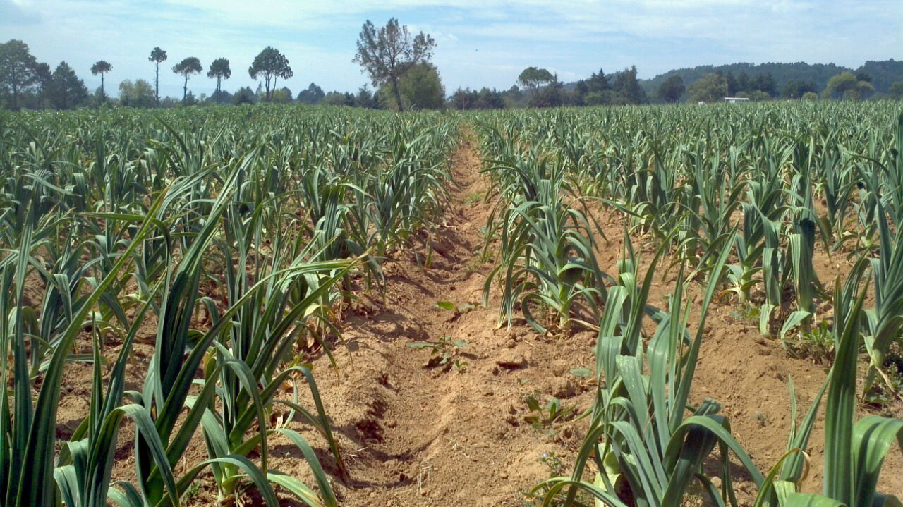 AJO JAPONES (JAPANESE GARLIC) // WEIGHTS: 1 LB,2 LBS, 5 LBS 10 LBS, & 20 LBS!
