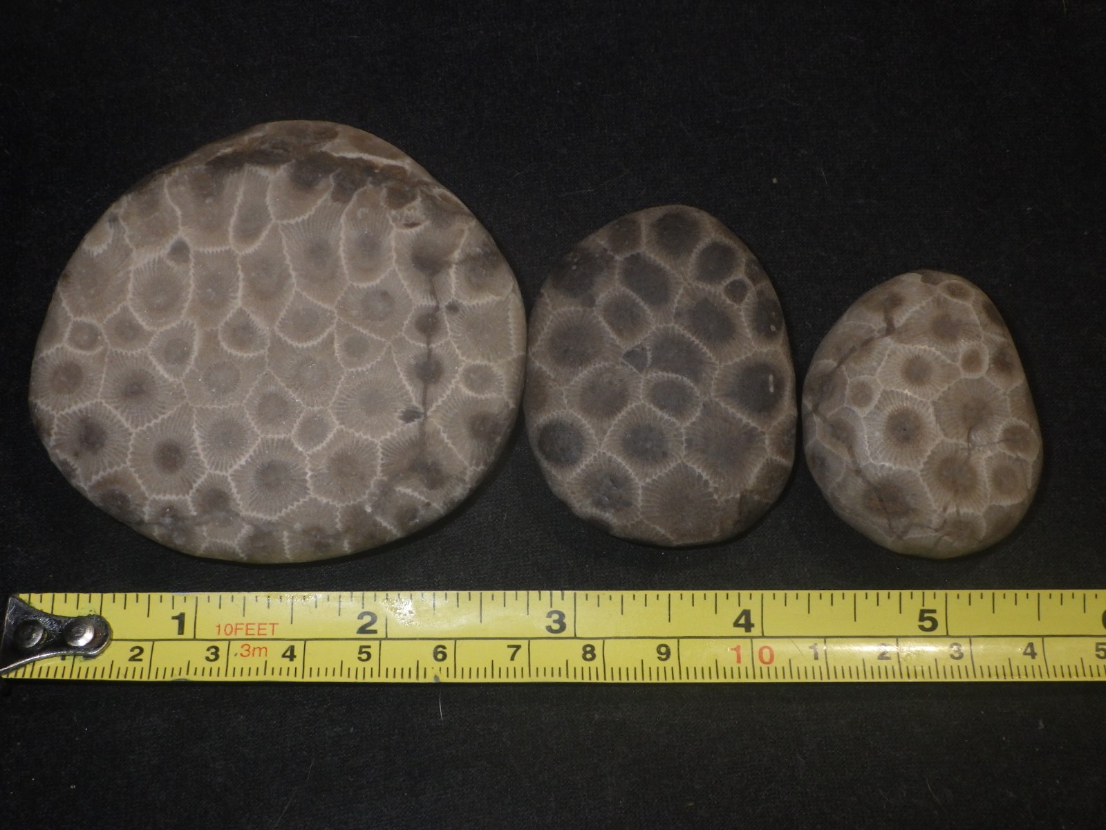 Unpolished Petoskey Stones