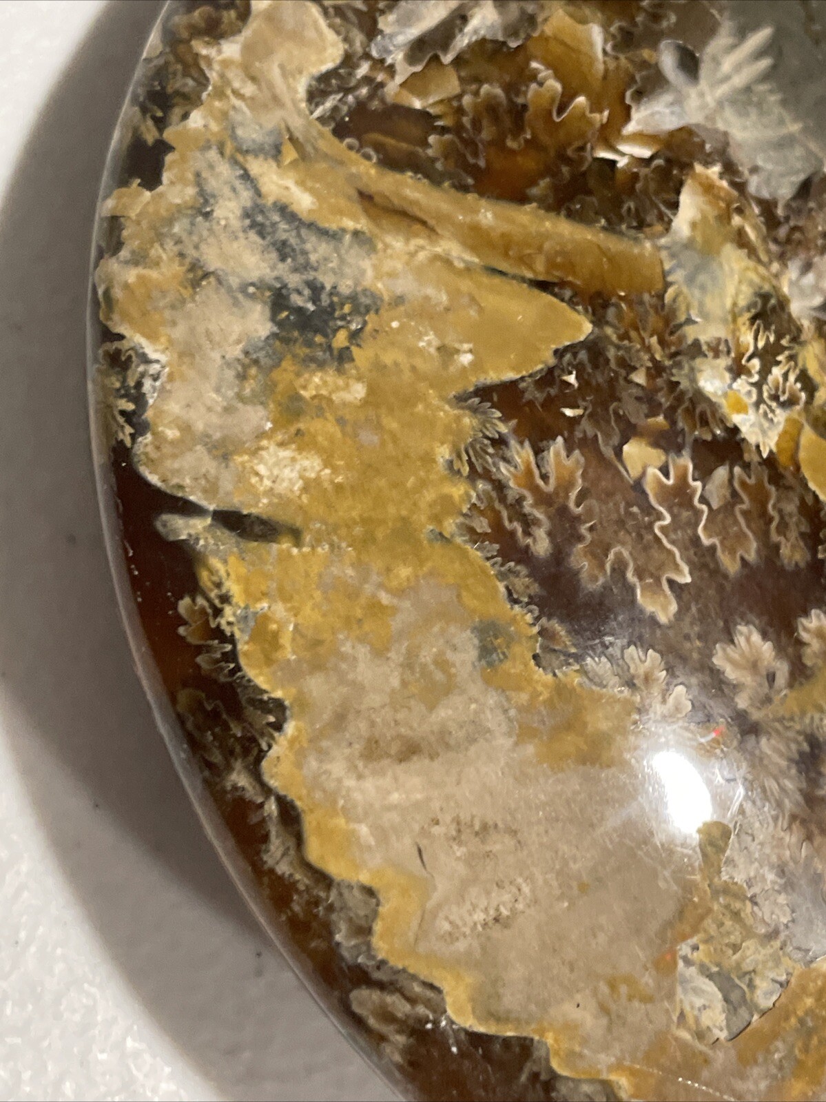 Small Fossilized Agatized Polished Ammonite Specimen 6 inches 1# 10oz