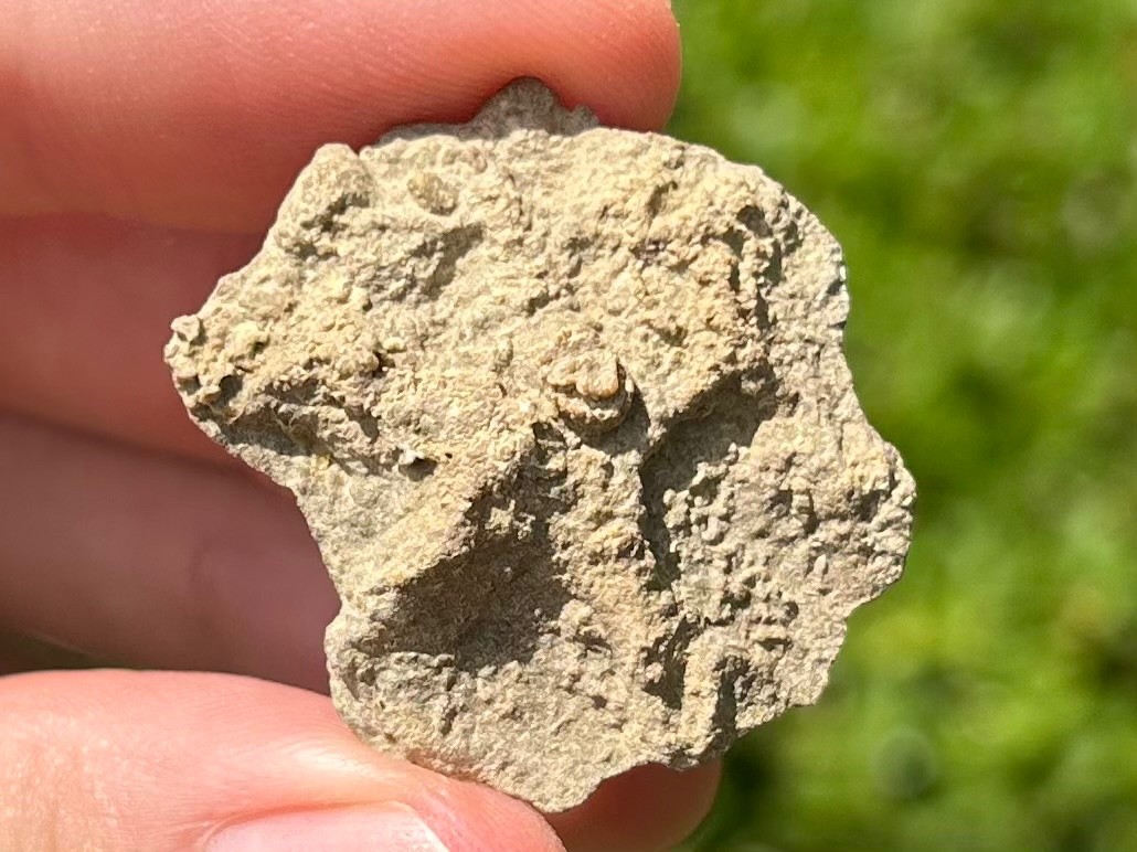 Alabama Fossil Starfish Cast Mississippian Age Bangor Limestone Formation