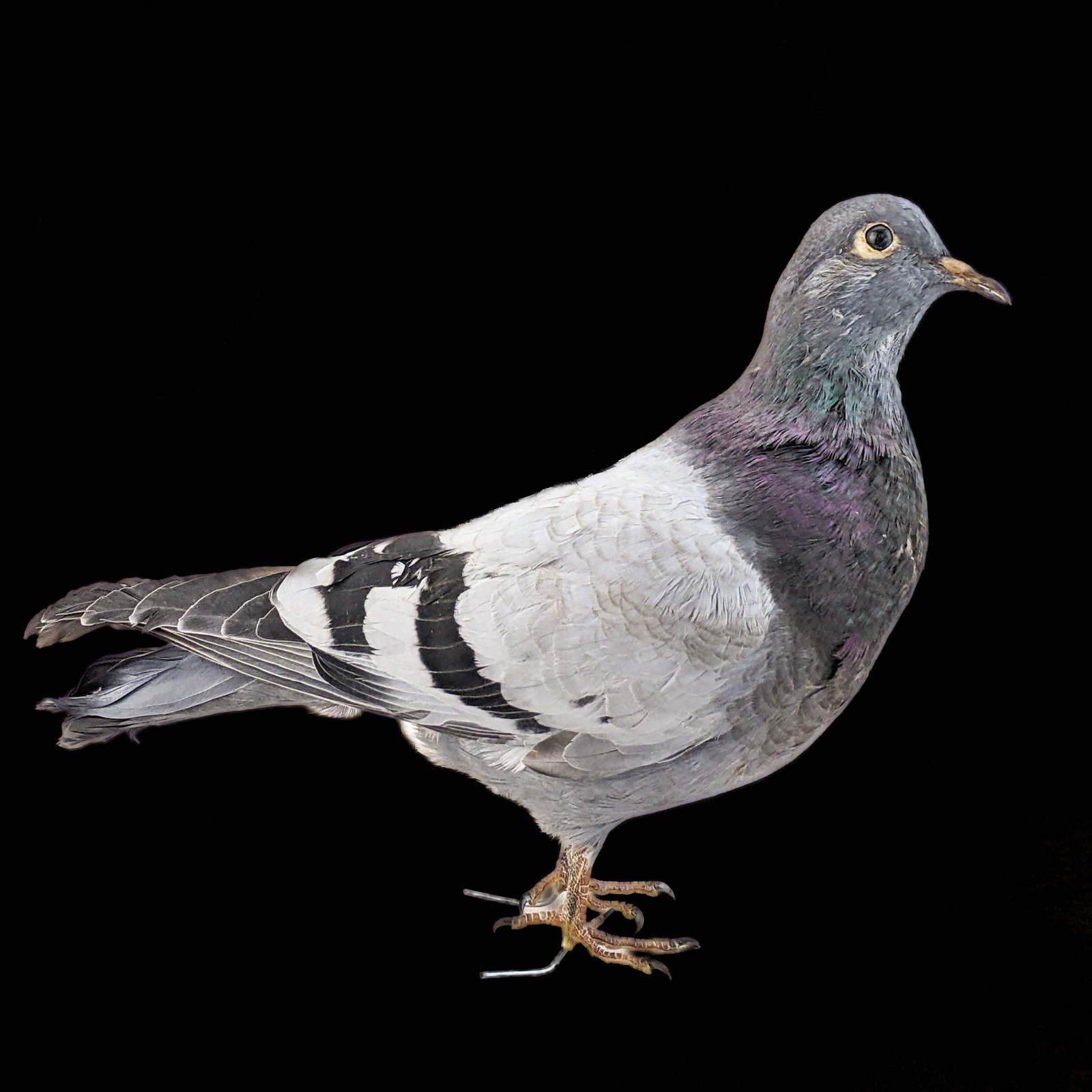 Rock Pigeon bird c livia dove collectible Taxidermy Oddity Curiosity decor gift