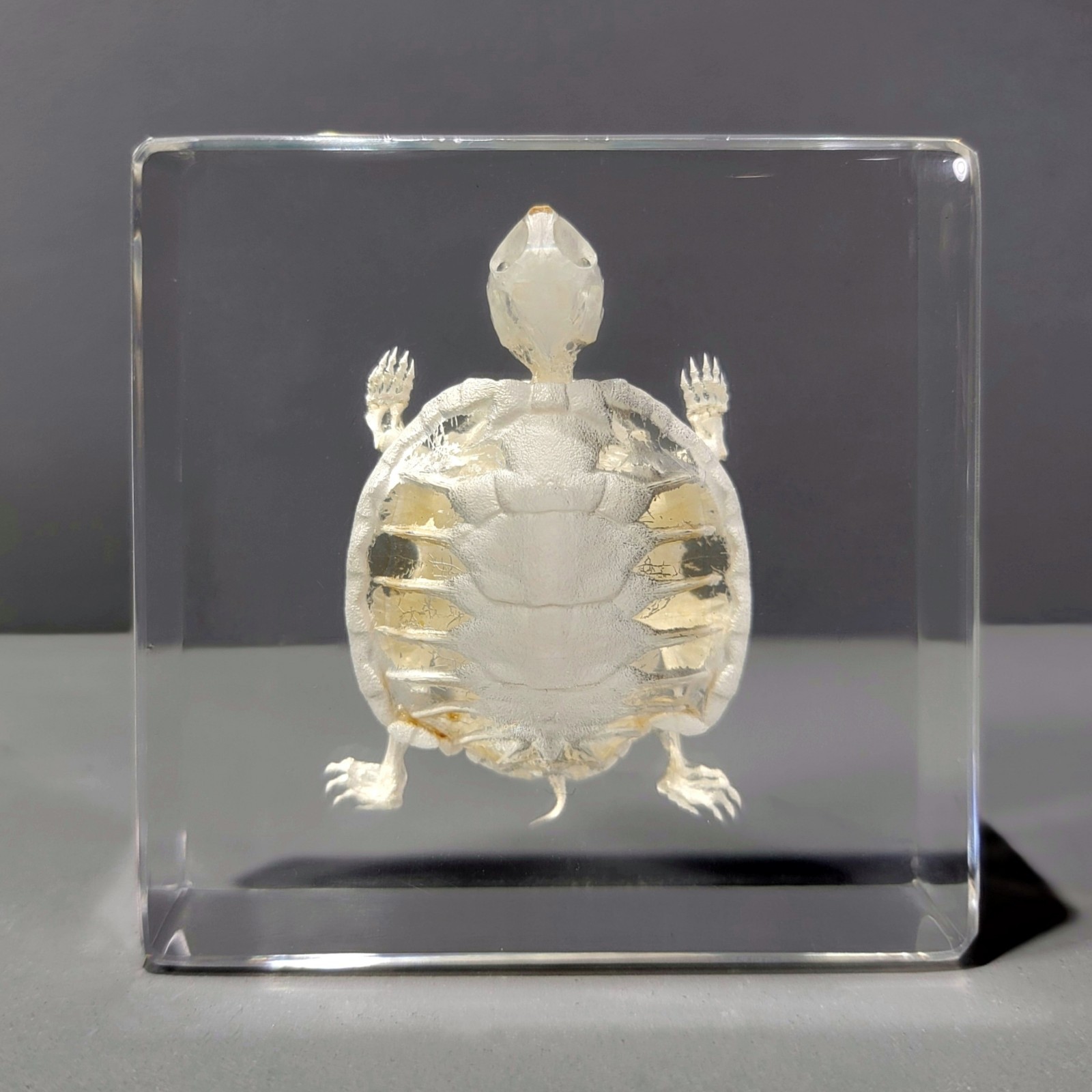 Turtle Skeleton In Resin, Animal Skeletons, Trachemys scripta elegans