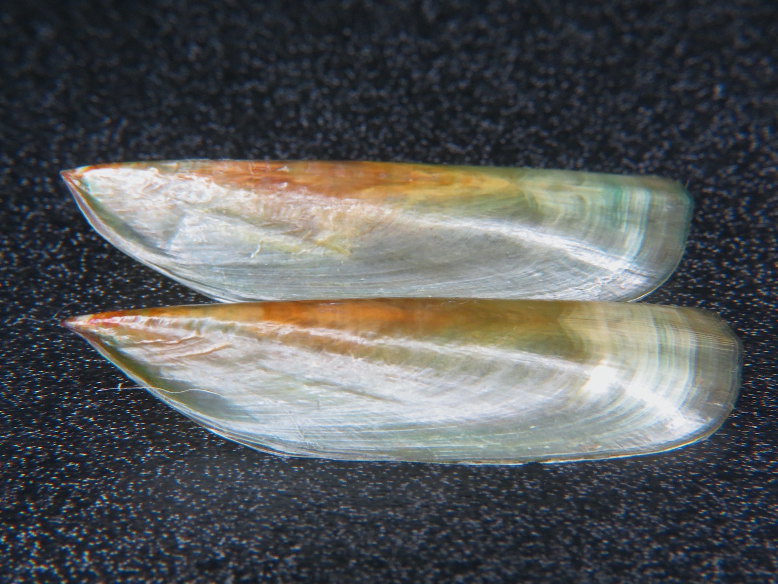 PHUKET BRACHIOPOD: ID IS (LINGULA ANATINA) @ 40.8MM! I'M THE ONLY SELLER! GIANT!