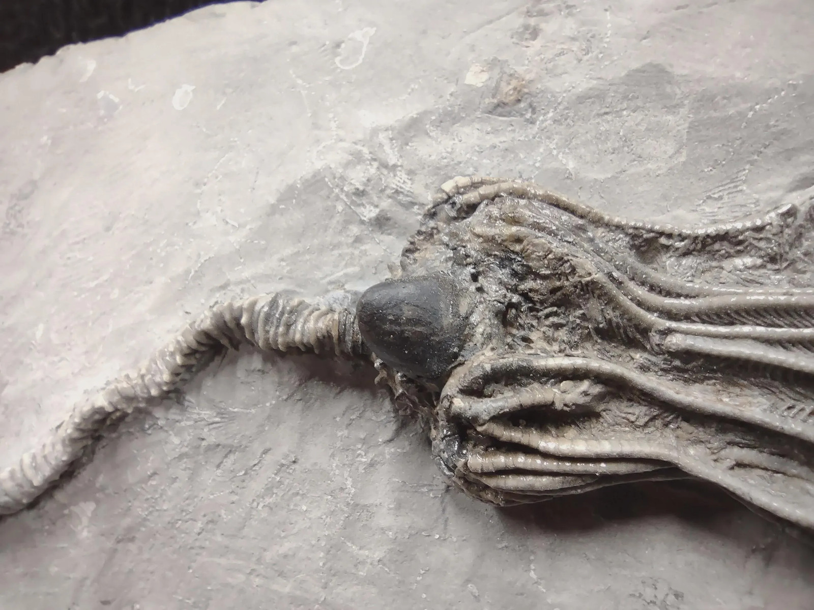 Gastropod on Fossil Crinoid, Crawfordsville, IN