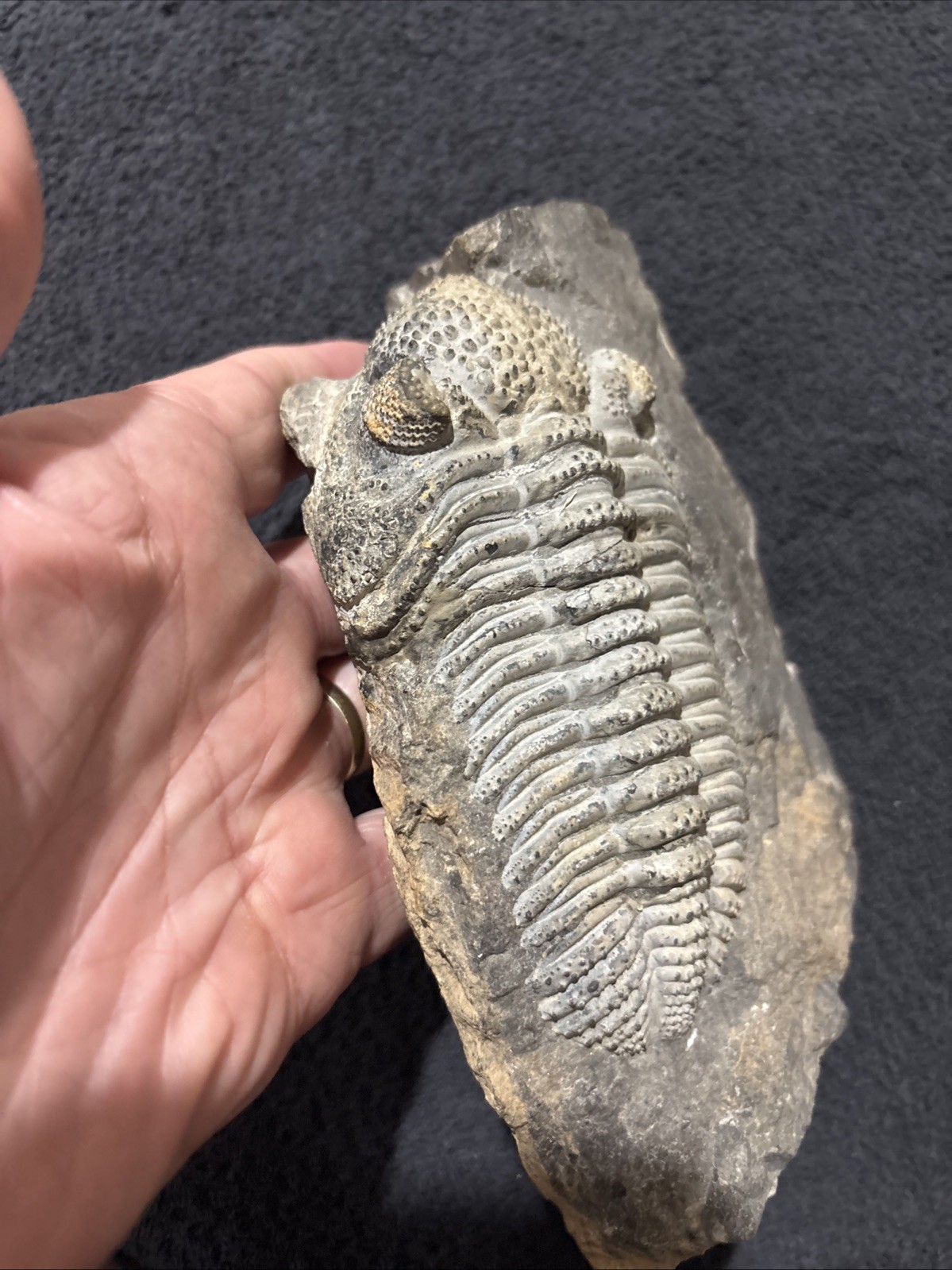 Exceptional Drotops 5 1/2 Inches, Right Side Still Encased Near Pristine