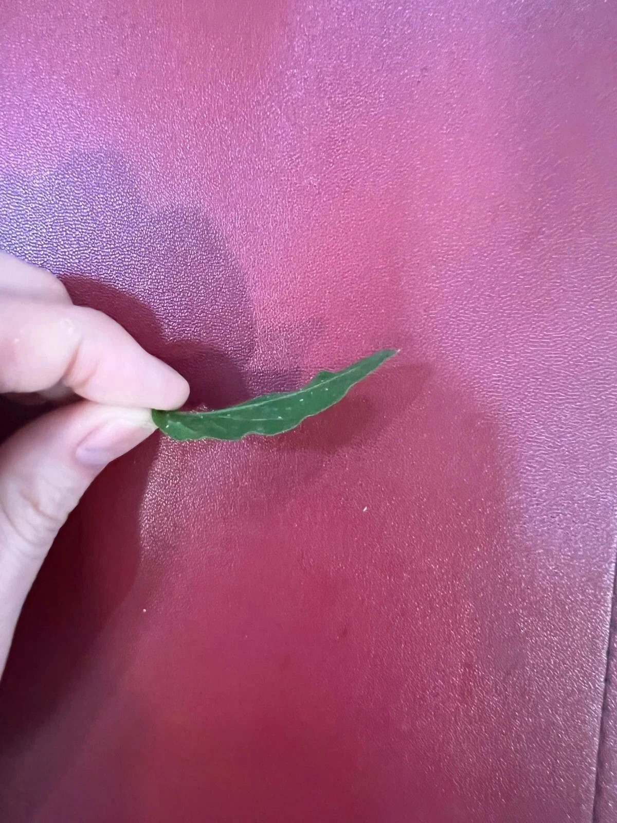 1 dried jasmine leaf on red font yellow blue duong dan don new green tree