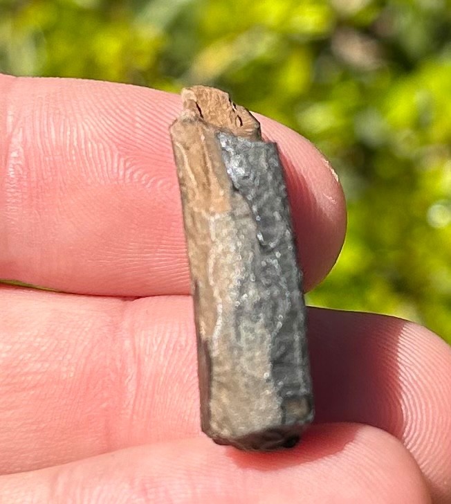 Fossil Giant Armadillo Tooth Holmesina Pleistocene Ice Age Mammal Florida