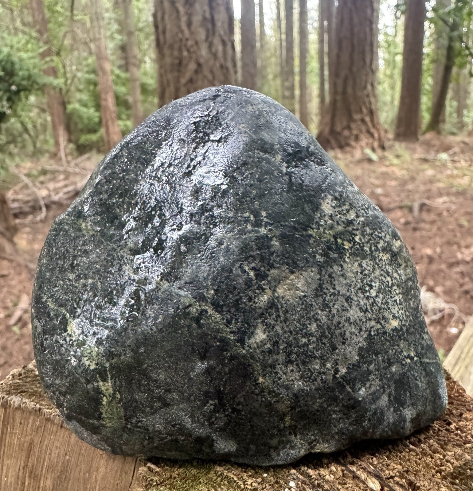 1.06kg  Crab Concretion –Rare Blue-Slate Preservation Premium Blakeley Formation