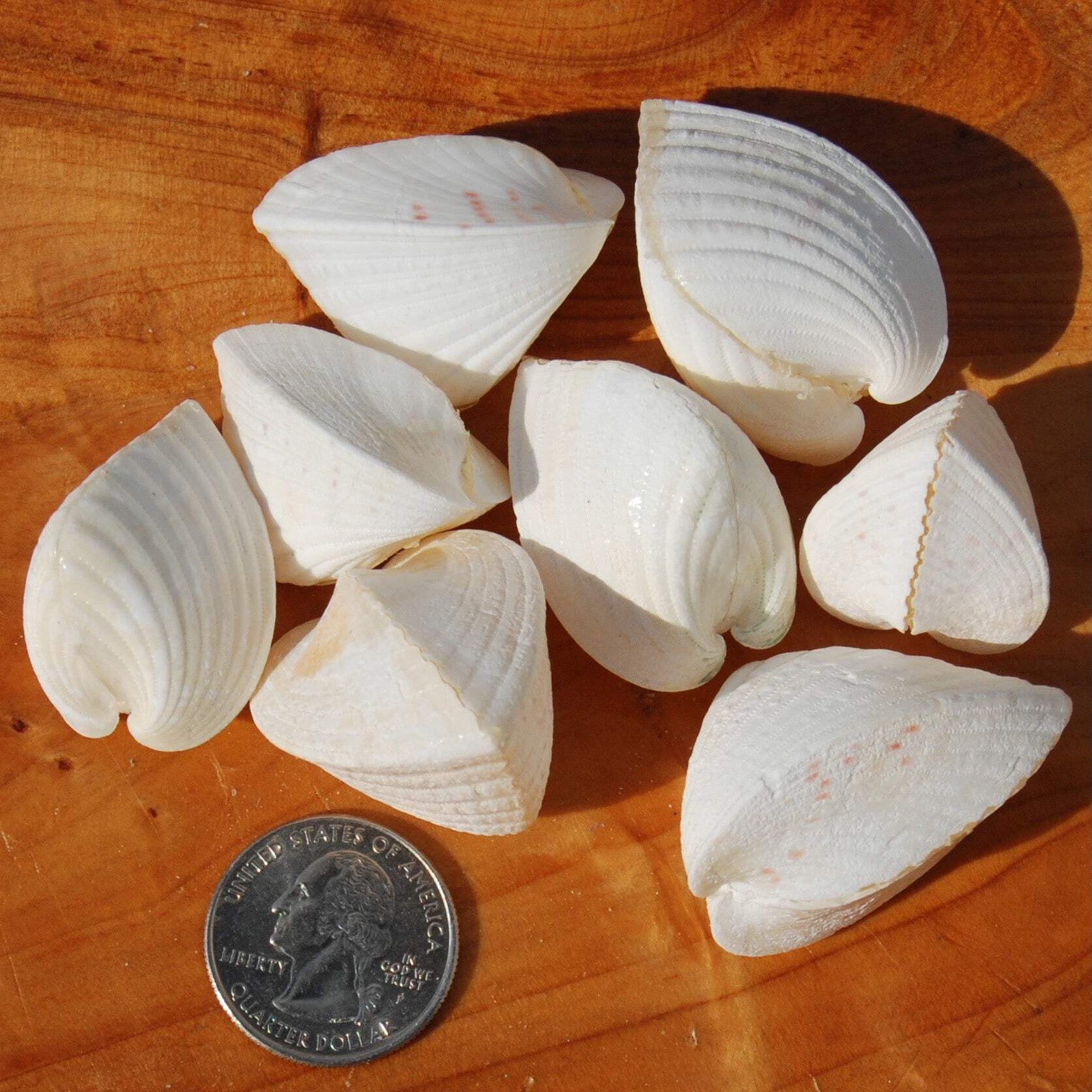 6pc White Cardium fragnum Small Heart Shaped Cockleshell Pairs