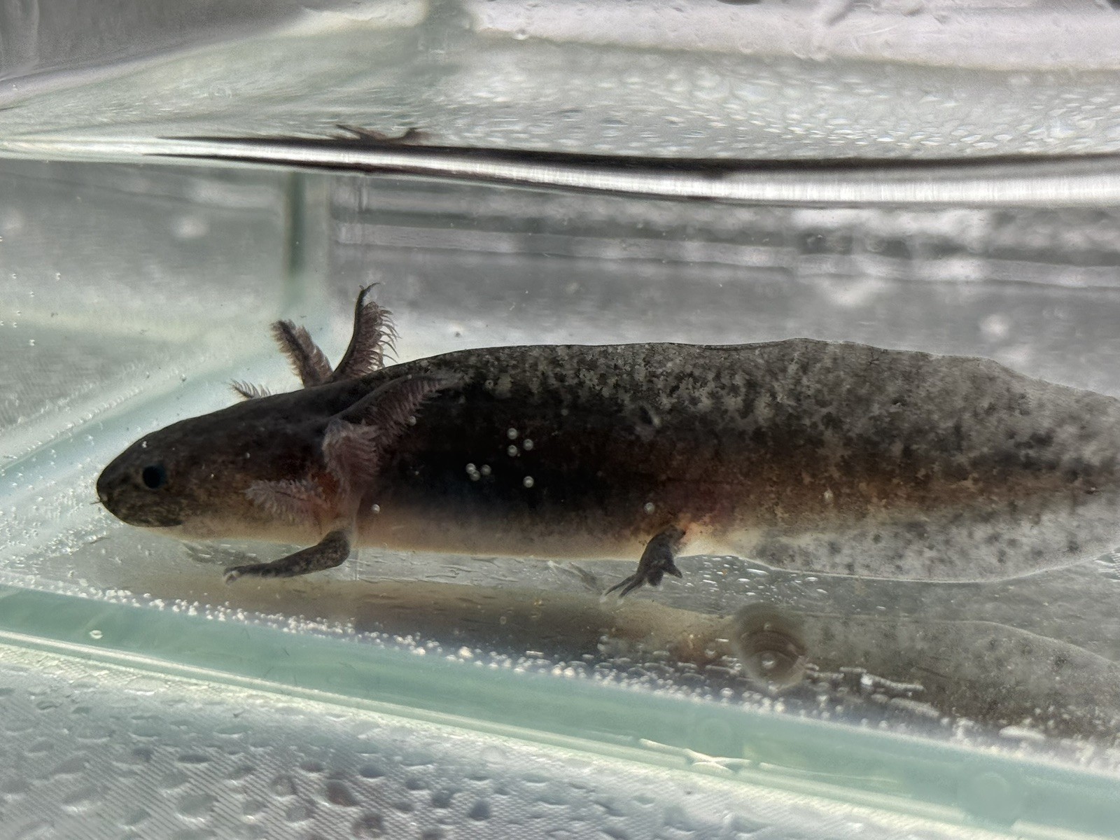 Melanoid axolotls 4 inches