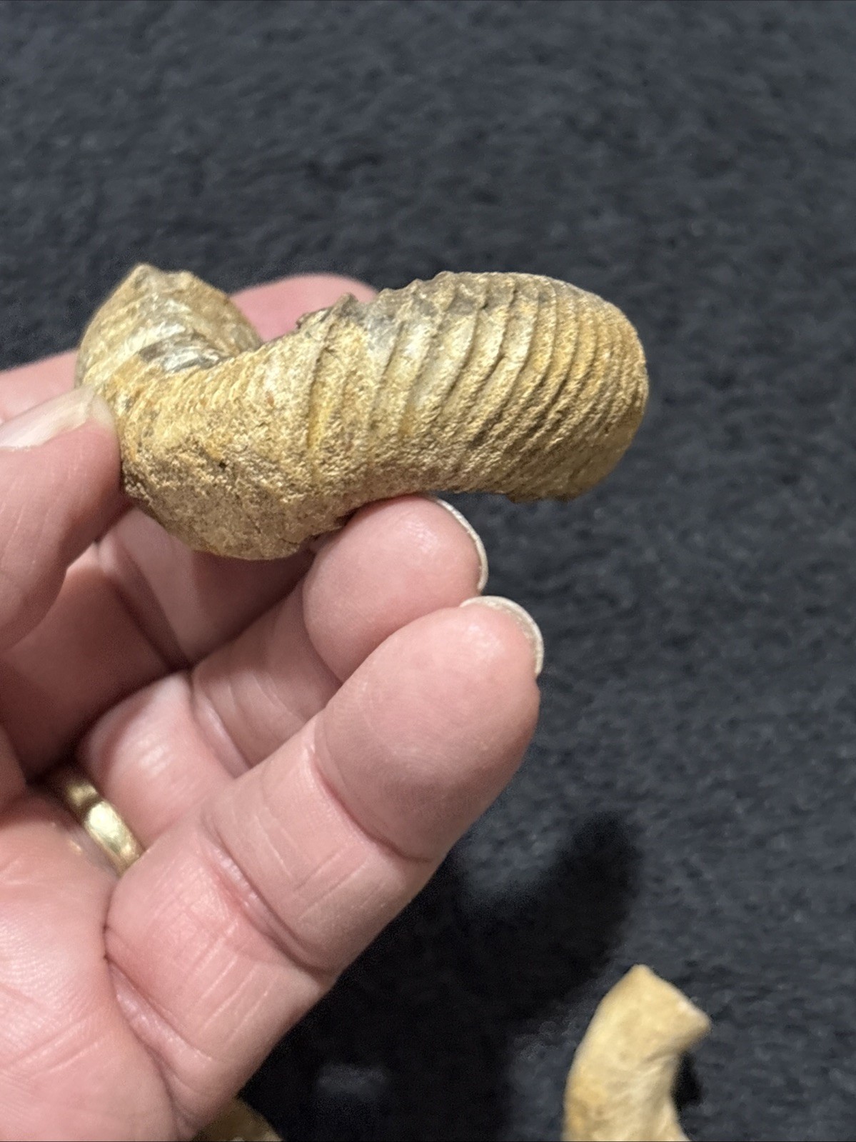 Exceedingly Rare Heteromorph Ammonite eubostrychoceras Madagascar 3 Pieces