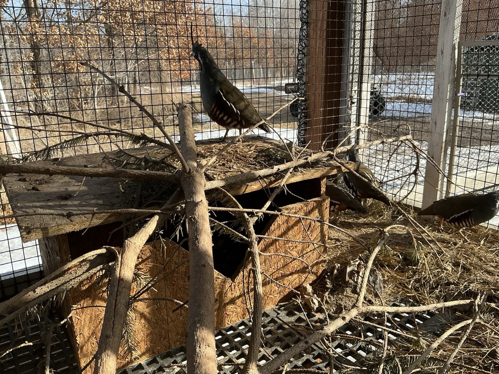 PRESALE Mountain Quail Hatching Eggs Qty 10+2 Shipping Late April Or May