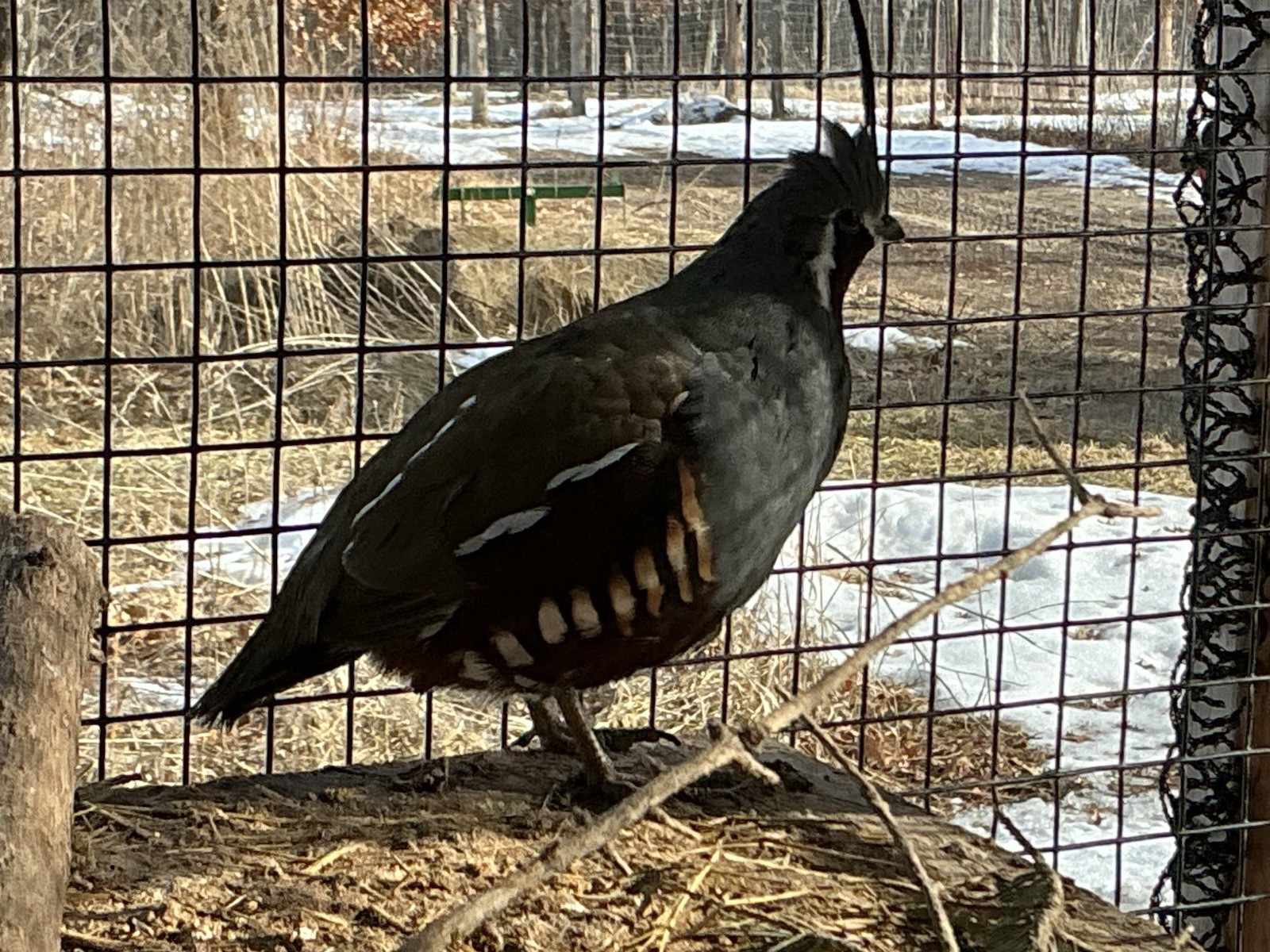 PRESALE Mountain Quail Hatching Eggs Qty 10+2 Shipping Late April Or May