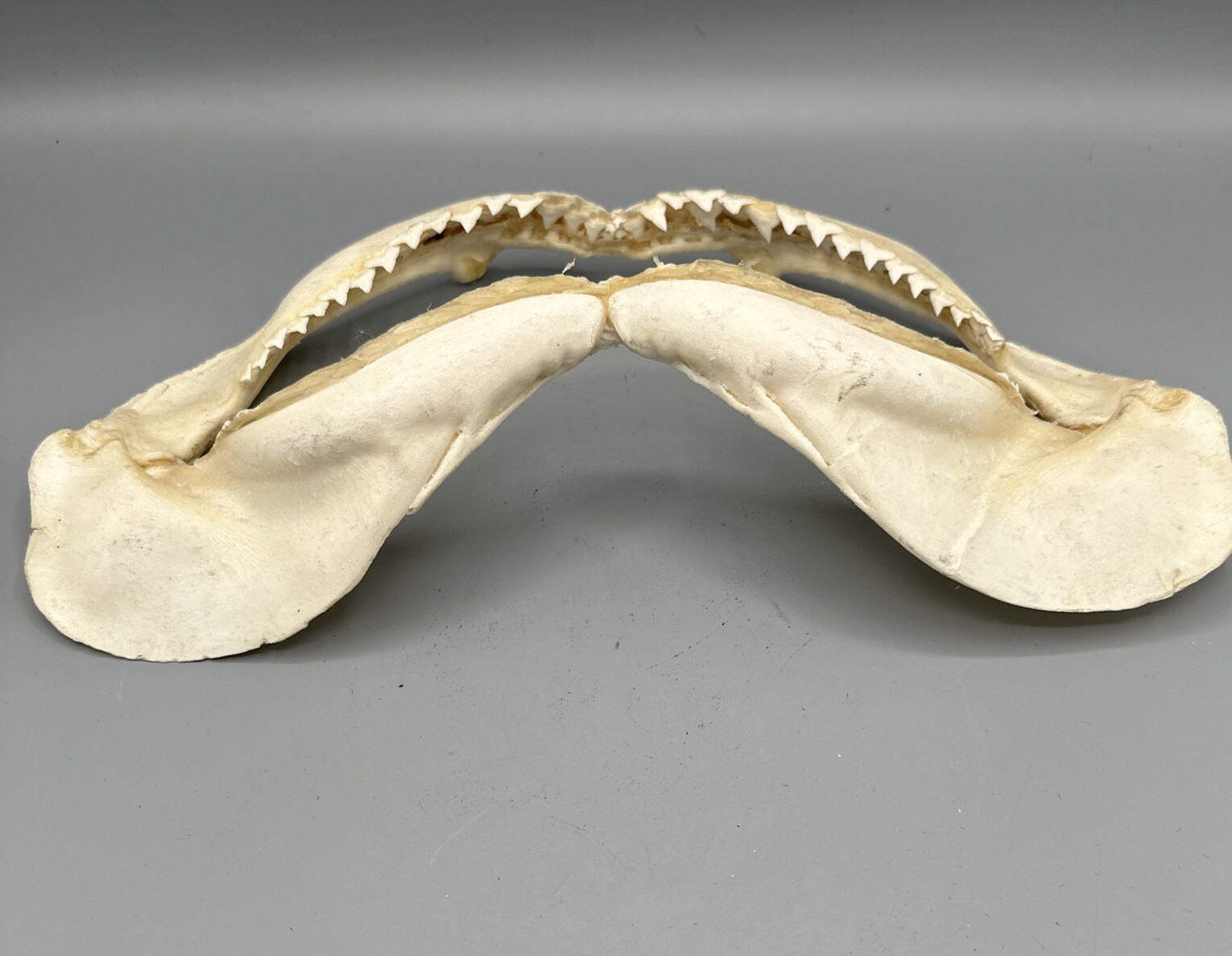 Large Shark Jaw Fossil 🦈