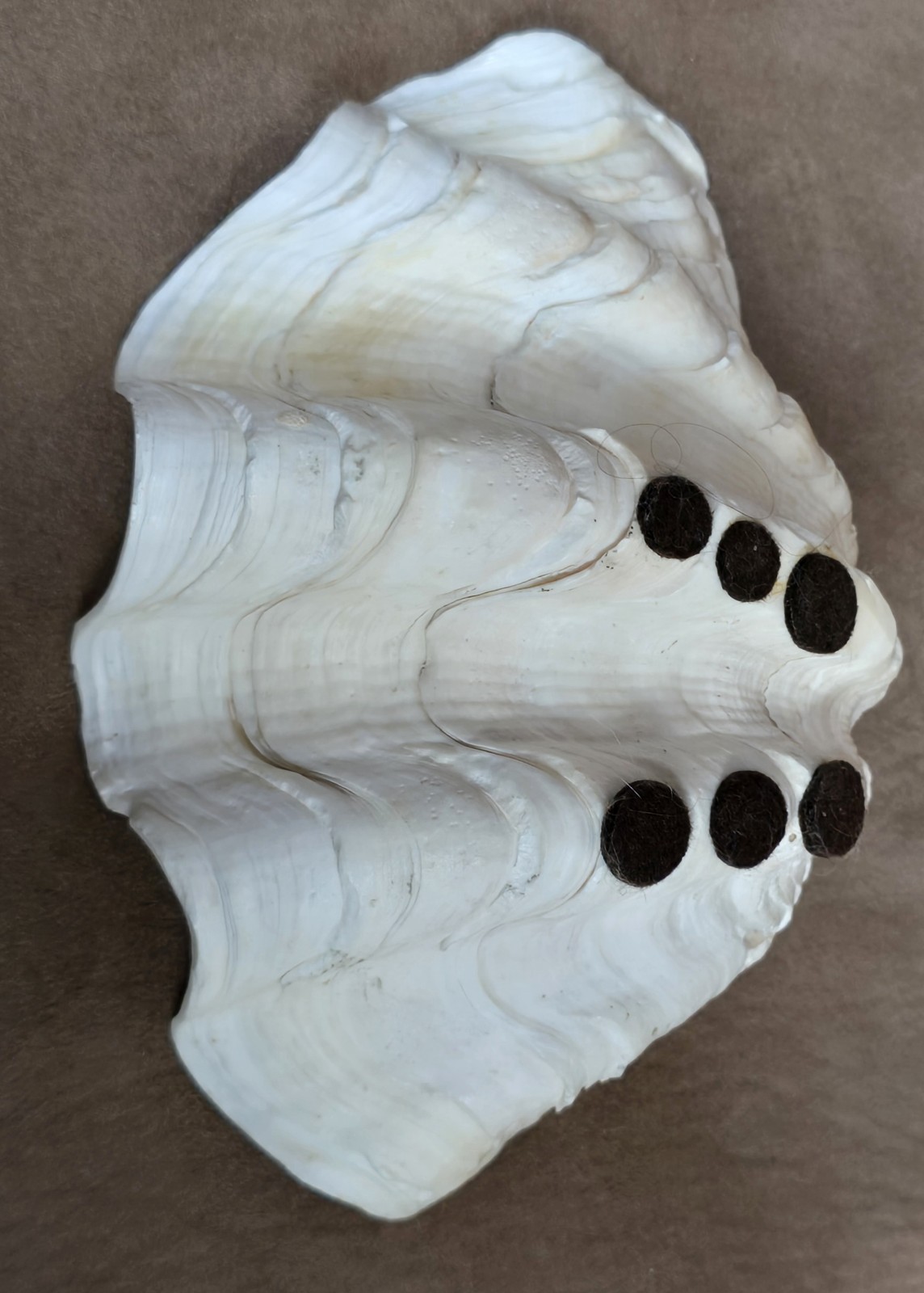 8½" Natural Giant Clam Shell Tridacna Gigas Seashell Nautical Decor Beach House