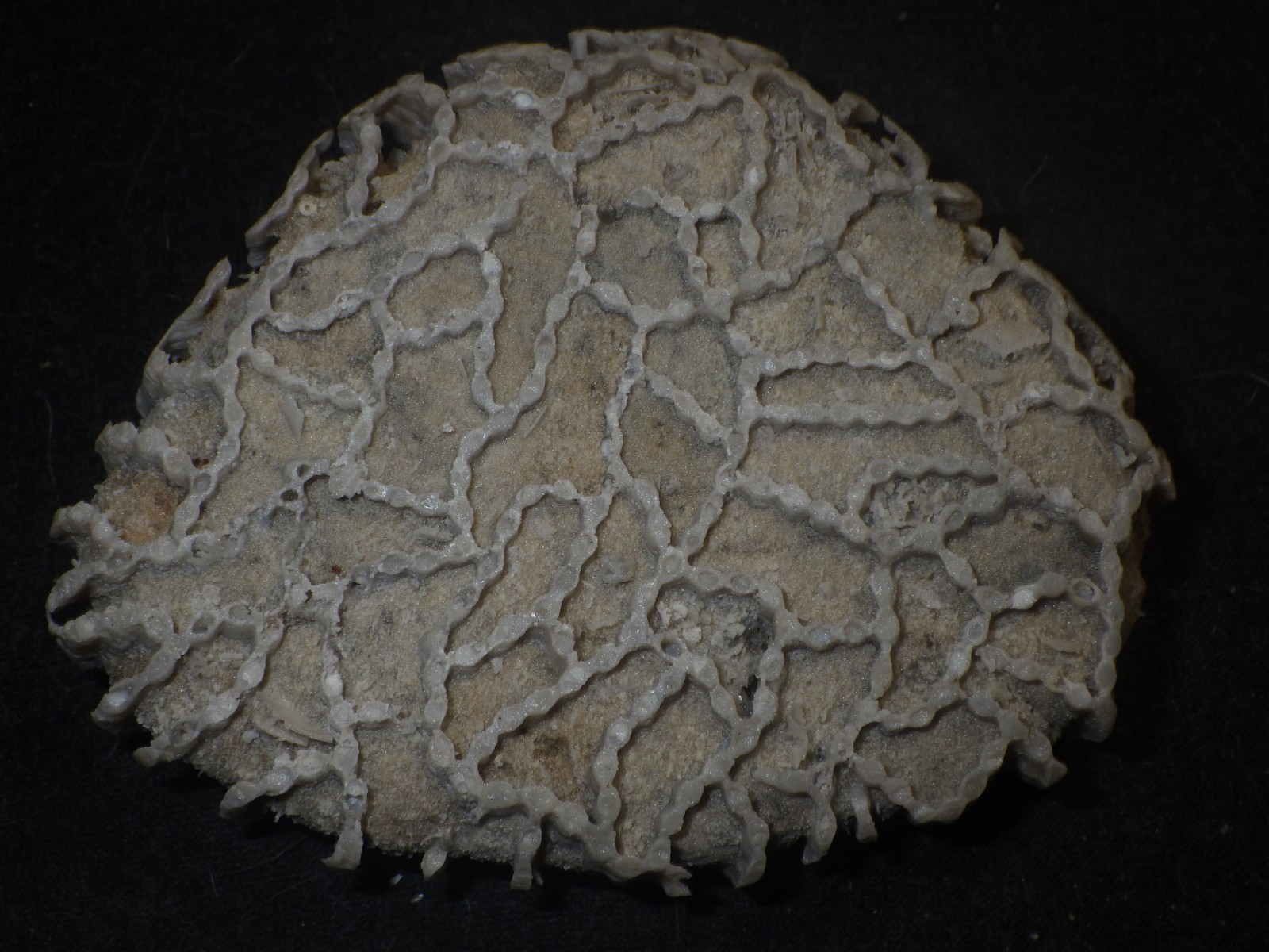 Chain Coral Halysite