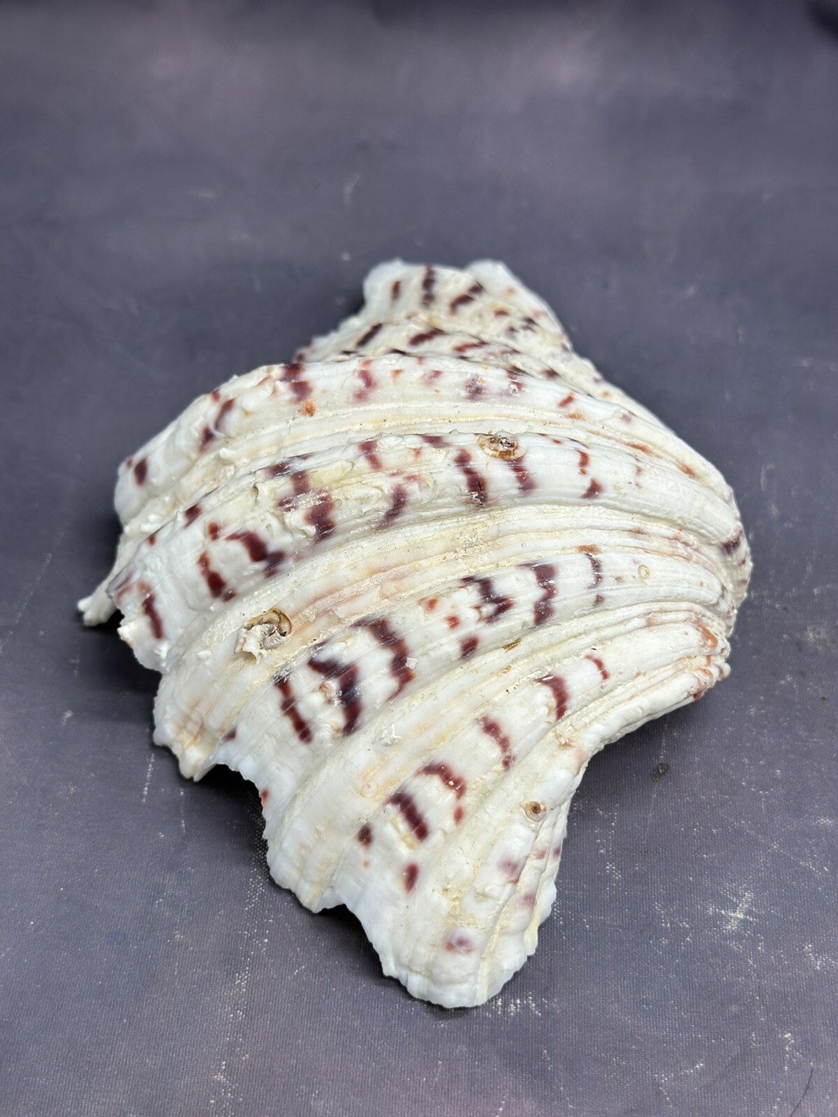 Natural Shells Half Clam Beautiful Set For Decor Seashells Nautical Beach