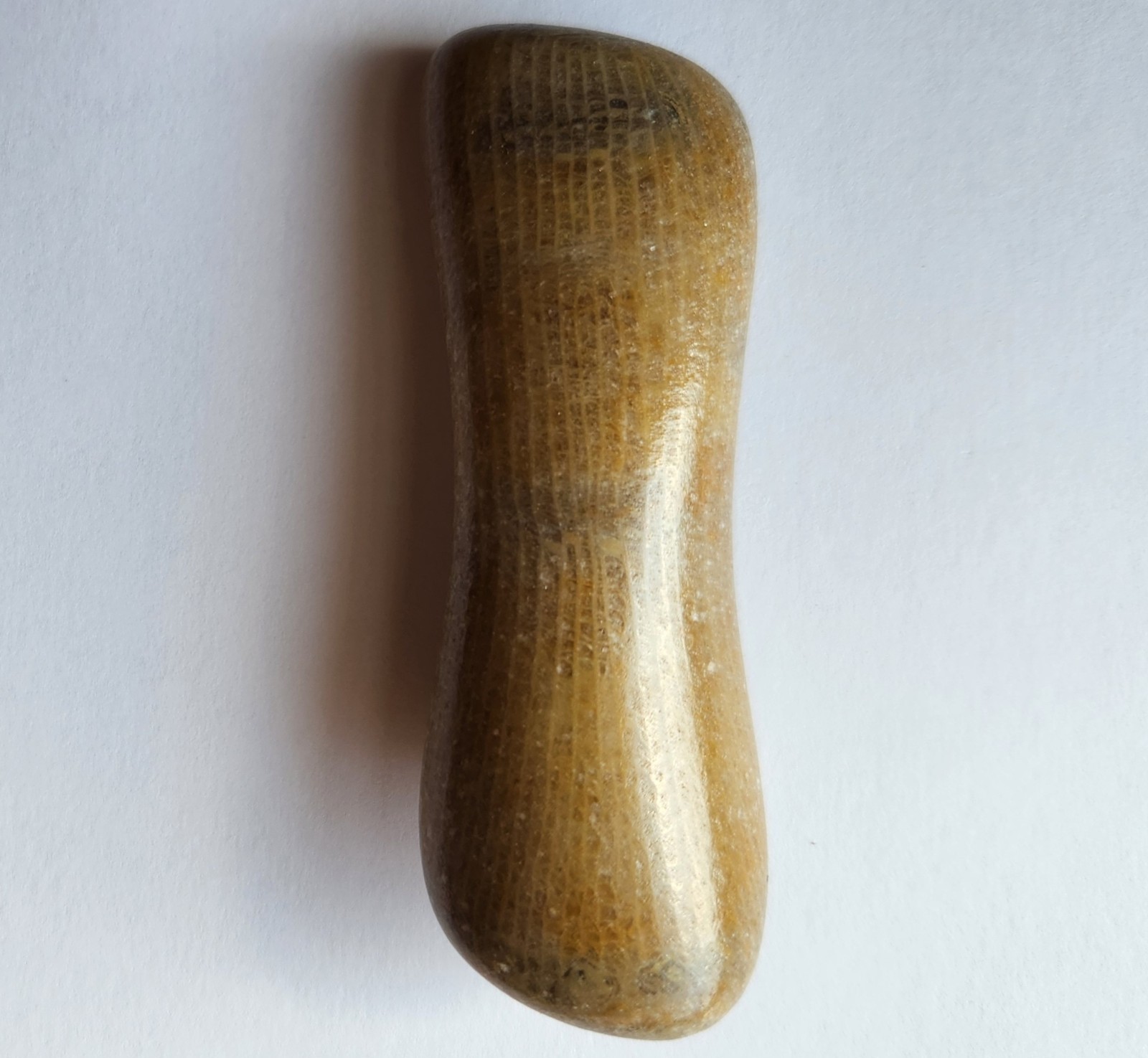 70g Awesome Tumbled Fossil Horned Coral Central Texas Pennsylvanian