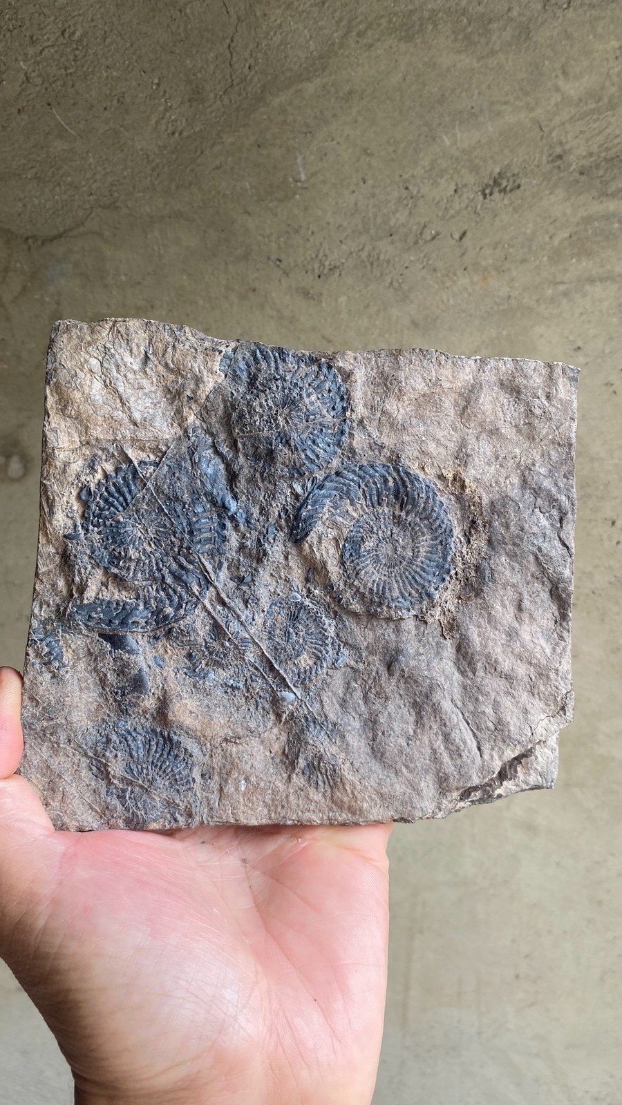 Unique Collection of Paleontological Fossils, Chrysanthemum Fossils