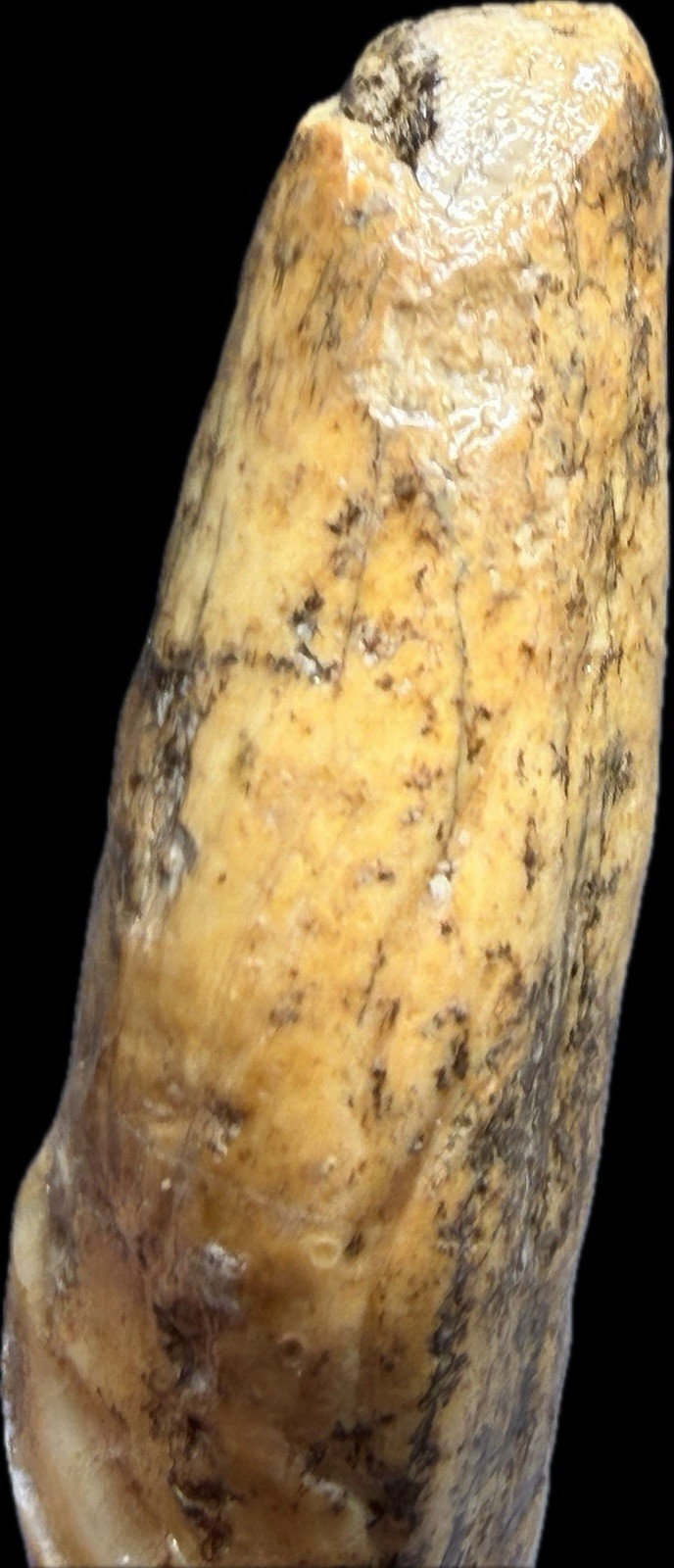 👀 Fantastic Rare Romanian Cave Bear Canine Tooth Fossil, Ursus Spelaeus ✨🔥