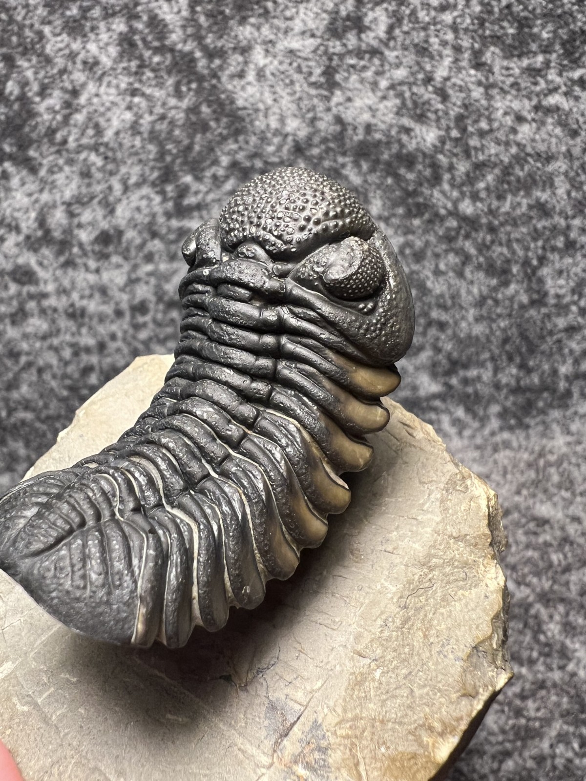 Exceptional Moroccops sp. Trilobite Fossil – Stunning Flying Preparation