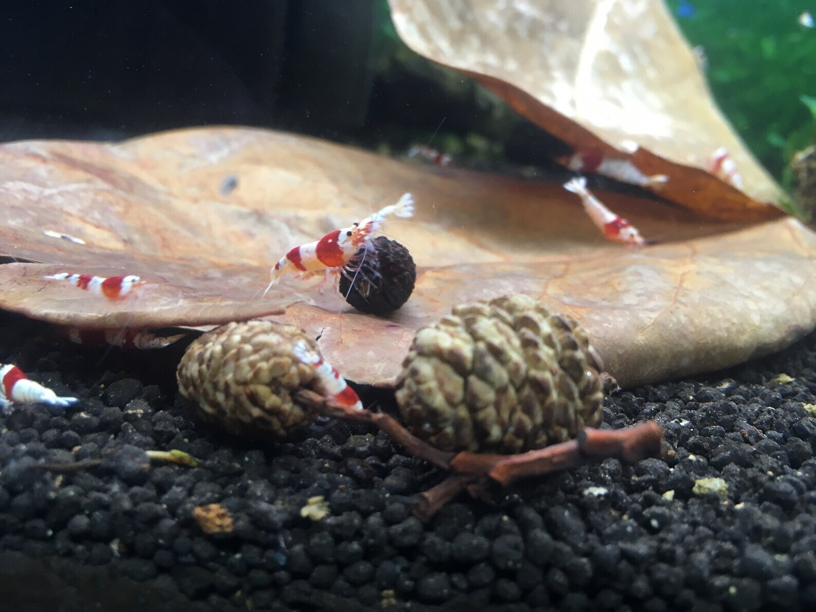 Large Indian almond leaves 7inch-10inch Catappa, Ketapang for shrimp Beta Fish