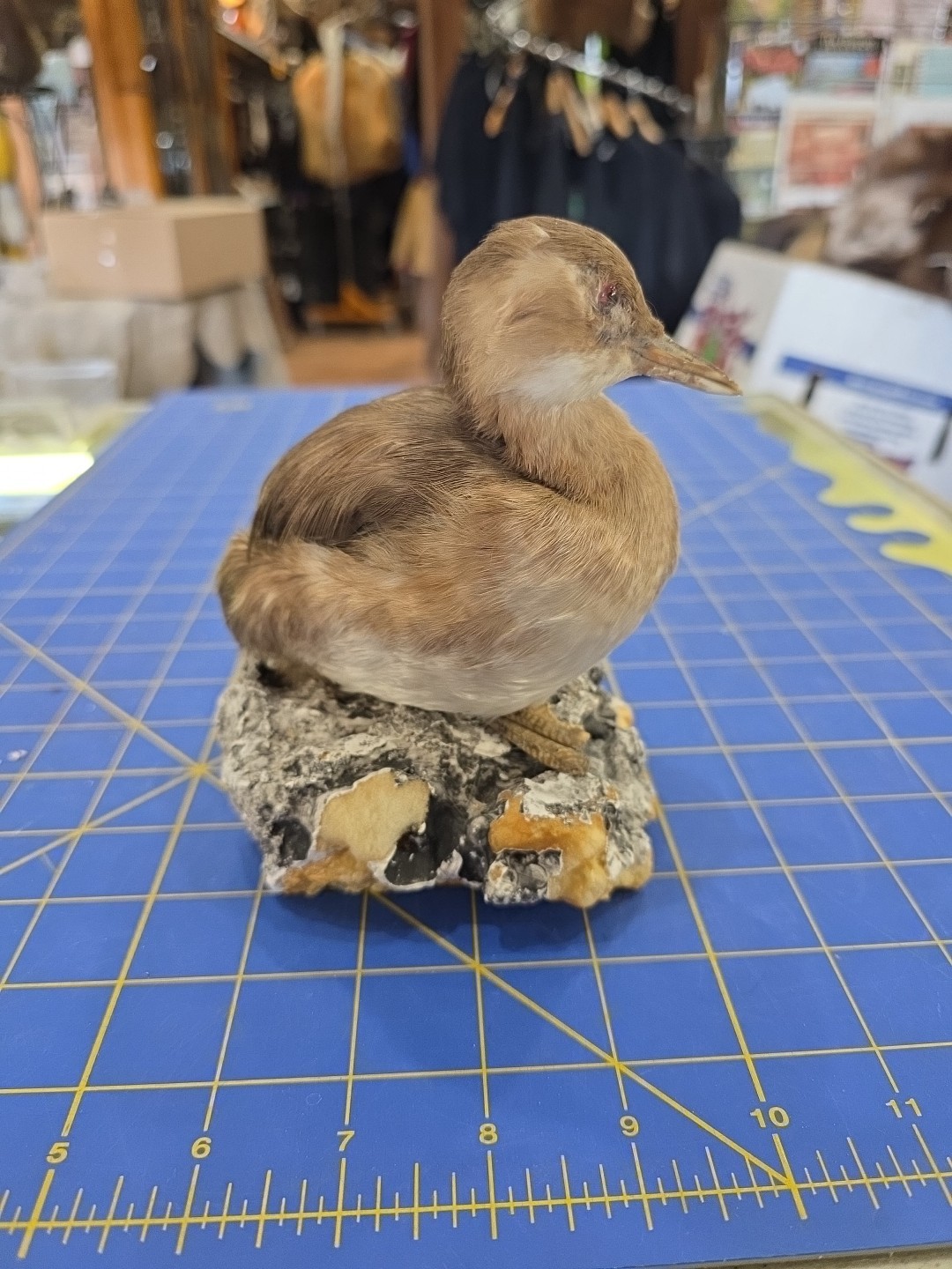 EBX1 Zoo Raised Little Grebe Bird Mount Taxidermy