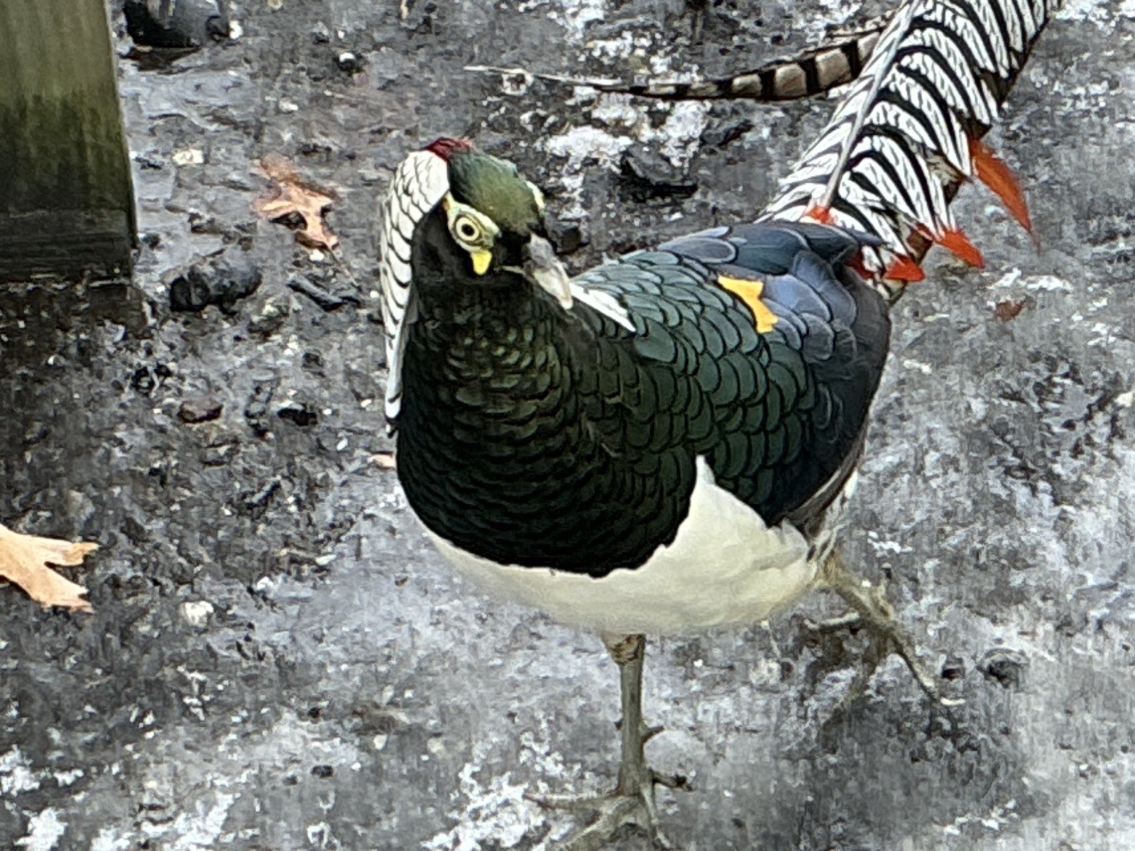 PRE-SALE Lady Amherst Pheasant Hatching Eggs 6+2